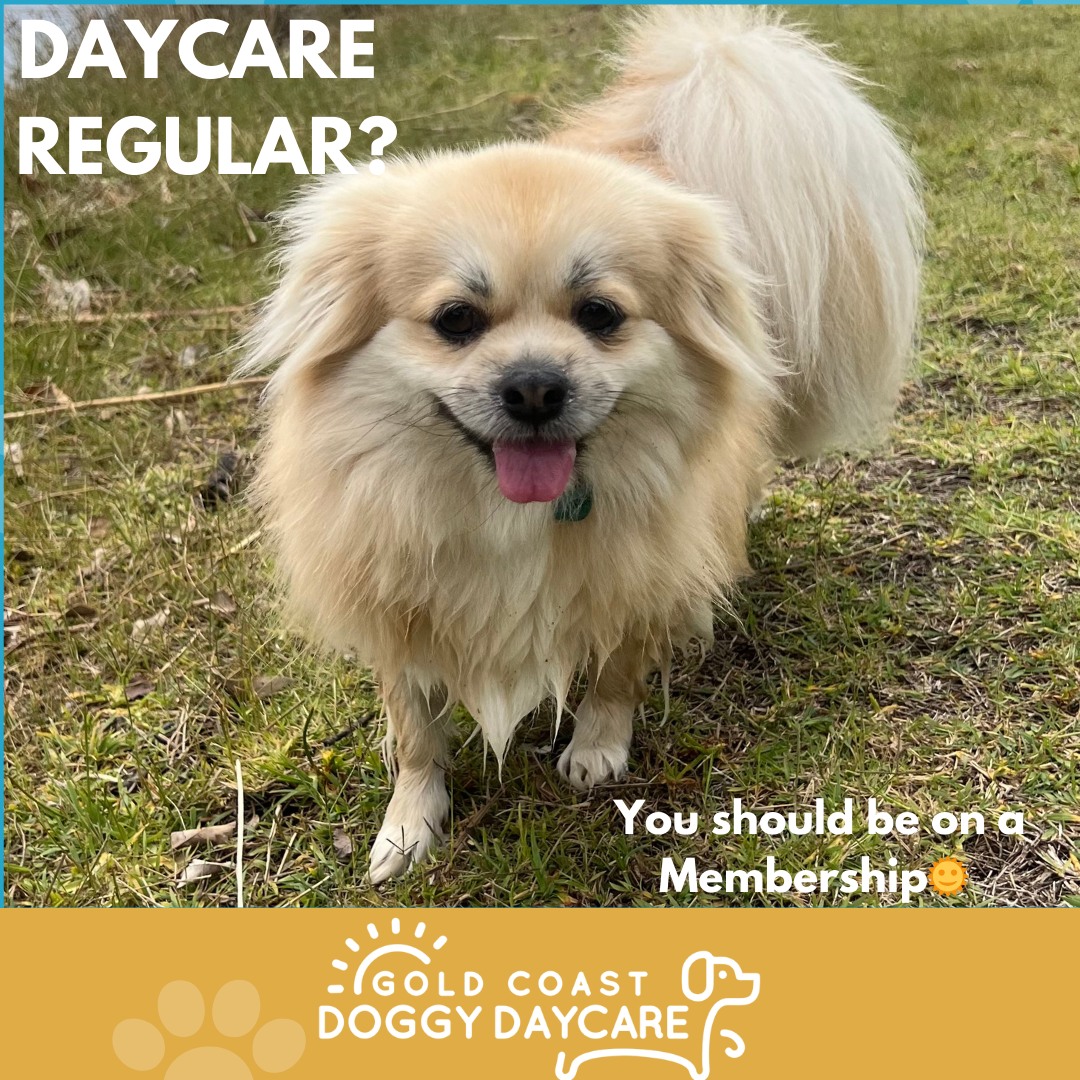 Looking to get better value from daycare?
Our memberships at Gold Coast Doggy Daycare are designed for regular attendees who benefit from consistency, routine and structured socialisation, while saving on weekly costs.
🐶 Puppy Play – $59 per week
• First visit included
• $6 off additional visits that week
• 15% off one extra service each billing period
👑 Top Dog – $170 per week
• 3 visits included
• $8 off additional visits
• 1 free individual enrichment treat each week
• 20% off all extras booked within the billing period
If your dog attends regularly, a membership will generally offer the best overall value.
Send us a message if you’d like help choosing the right option.
T&Cs apply.
#GoldCoastDogs #DoggyDaycare #Bundall #DogParents #DogCare