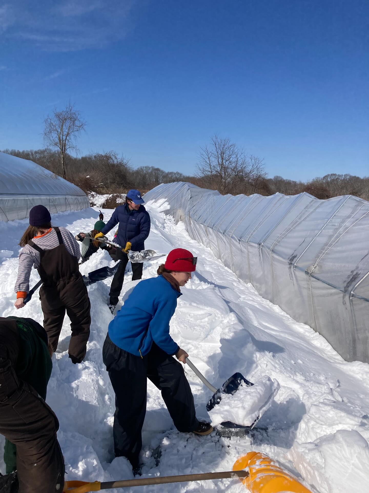 Snowpocolypse update- with over 3 feet of snow, our flower tunnel bit the dust. We’re overcome with gratitude to our community who lifts us up in these times, showing up to help when your poor old farmer is hobbling around. Thank you thank you. Our larger tunnel sustained damages and will need repair, but it has bounced back enough to remain standing 😅😮💨. Once I can walk again I will assess the damages.
Once our crew could safely come, they spent the week getting snow cleared and starting the first seeds of the season.
It’s sad to say I have a lot of experience with weather - related disasters on our farm and it honestly doesn’t phase me much anymore. I would LOVE a season where I don’t have to build / repair a greenhouse, but maybe that’s asking too much in this line of work.
Welcome to season 10 of Moonrose Farm, by the way! 🫠