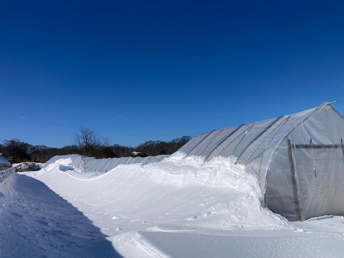 Not the best post to share but that snow was no joke! Record breaking snowfall caused damage on 2/4 of our tunnels.
We are still in damage-assessment mode, Melissa is shoveling all day long and our team is still not able to get here to help.
And- as things go, I (farmer Jordan) am recovering from a planned foot surgery which makes me unable to help. It’s the hardest thing to watch such a storm of epic proportions descend on your farm and you can’t even stand or walk to help.
We’ll need volunteers at some point soon, for now we are taking it as it comes.
If anyone local wants to come help Melissa shovel this morning (Wednesday), please let us know. She’ll be calling it quits at noon to handle other responsibilities.
For now- we are pausing produce orders for the next few weeks while we shift gears to repairing damage. We will list eggs weekly as we have them.