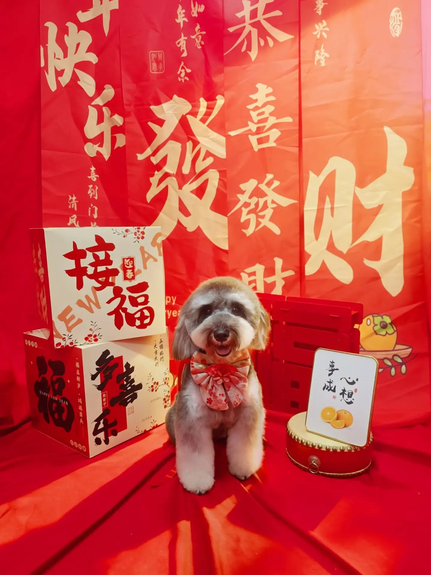 New Year grooming is more than just looking cute —
it’s about clean skin, healthy fur, and a happy pet. 🐾
-
-
-
-
-
-
-
#PetsMan #petmobilegrooming #doortodoorservice🚗🏡 #petlovers #petgrooming petslove petsgroomer petsgroomingPetsMan 🛁🐶🐱
📍Service Area : KL / KLANG VALLEY AREA
Feel free to DM us for more info !
WhatsApp us for appointment 0175233811 ☎️