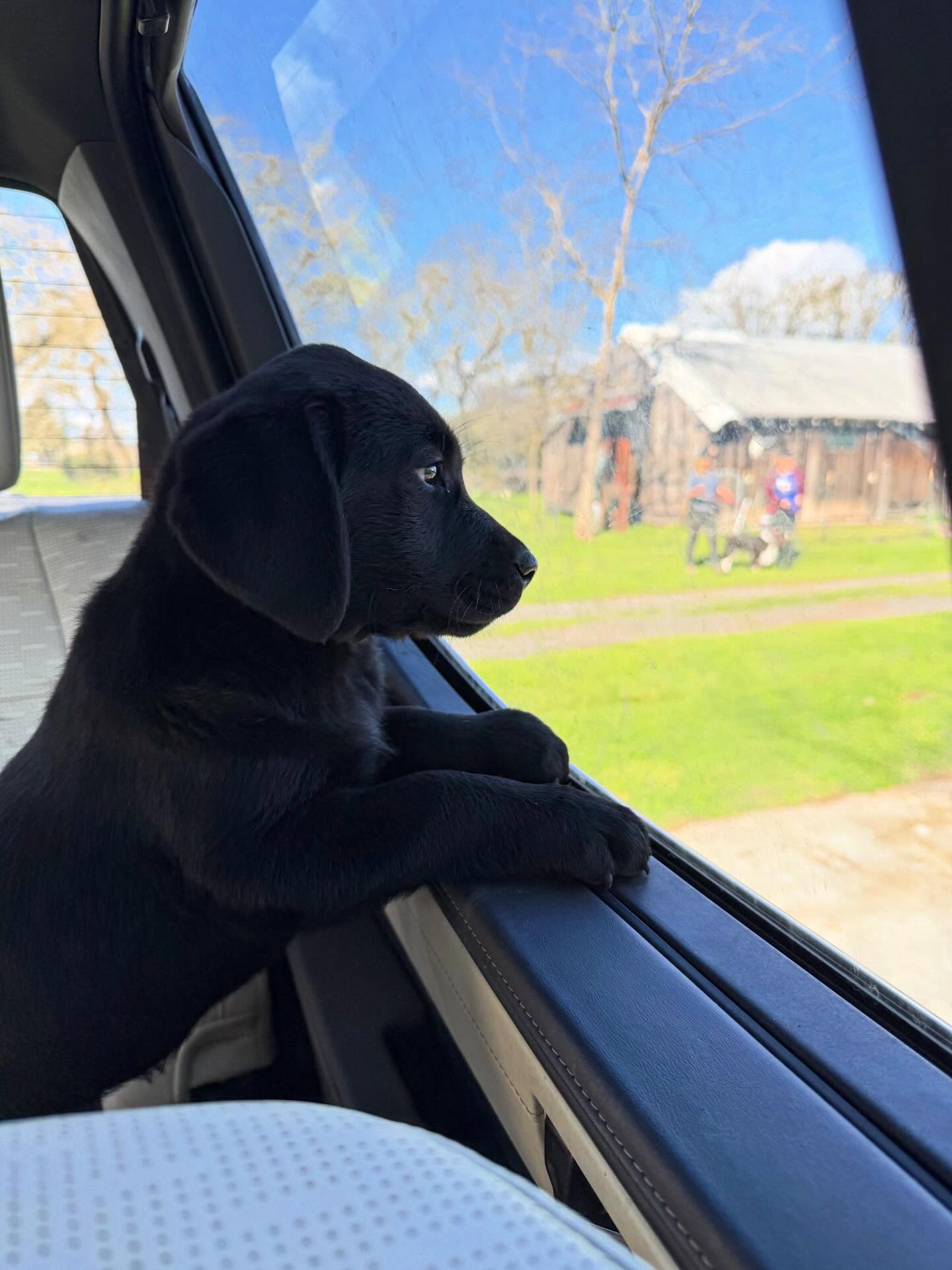 First group class! @eleanorpost_lonelyhunters
.
.
.
.
.
.
.
#blacklabpuppy #labradorretriever #blacklab