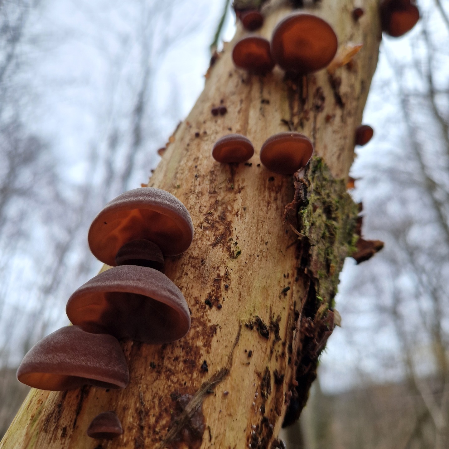 Judasohren👂 an altem Holunderstamm: nicht nur hübsch anzusehen, sondern auch sehr gesund (Vital- und Heilpilz).🍄🟫Judas ears👂 on an old elder tree trunk: not only pretty to look at, but also very healthy (medicinal mushroom).
🍄🟫🤍🍄🟫
#judasohren#lionsgardening#vitalpilz#heilzpilz#heilzpilze#pilze#auriculariaauriculajudae#holunderschwammpilz#holunderpilz#holunderschwamm#judasears#medicinalmushrooms#healingmushrooms#ᴍᴜsʜʀᴏᴏᴍs