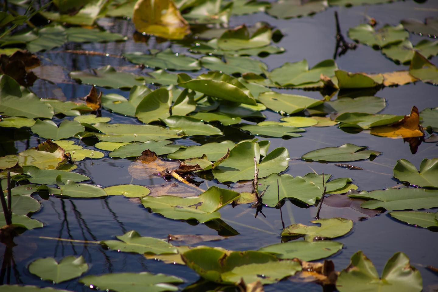 The Everglades. A unique national park. Blog post coming soon!
#everglades #evergladesnationalpark #florida #getoutside #travel #travelphotography