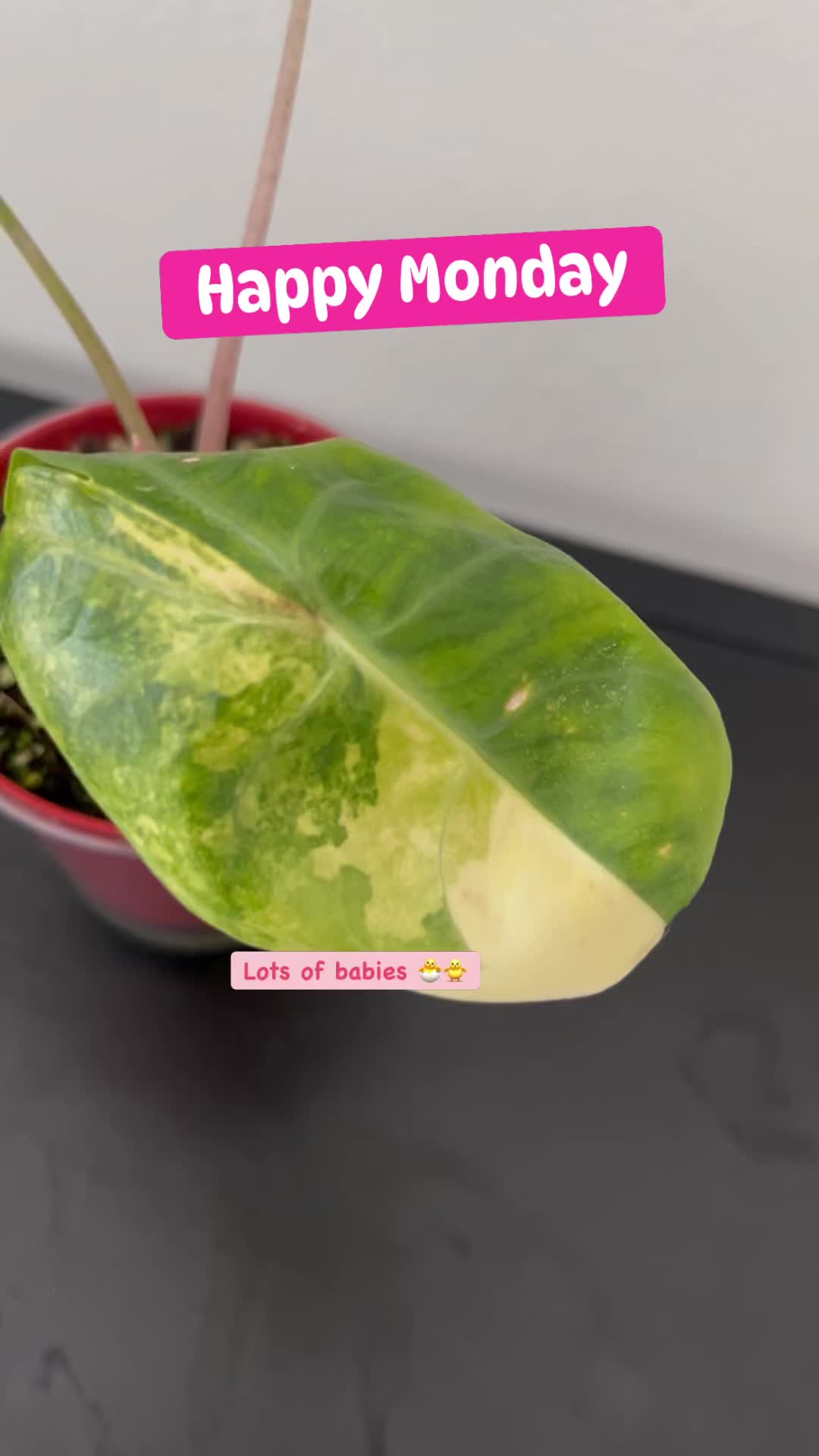 Winter break? Not for her.
Our Pink Dragon has been in full production mode ,
making babies like it’s already spring 🌱😂
Shootsia might have been quiet…
but growth never stopped.
We’re slowly waking up 🌿✨
#plantsofinstagram
#houseplantcommunity
#urbanjungle
#rareplants
#alocasia
#alocasiapinkdragon
#variegatedplants
#plantcollector
#tropicalplants
#springiscoming
#ottawaplants
#plantsofontario
#shootsia #shootsiavibes