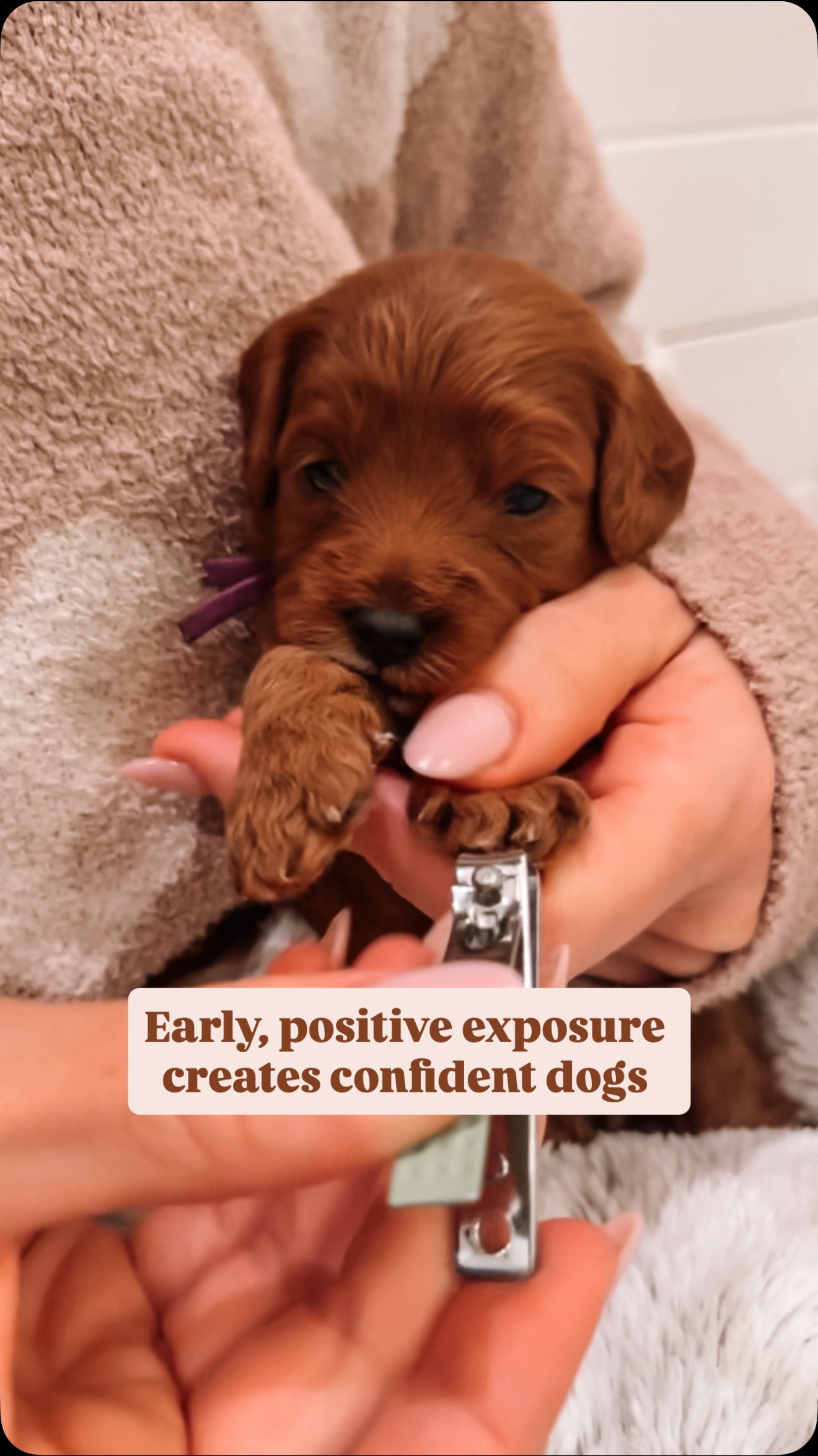 At just one week old, we begin gentle nail trims.
We continue them weekly until our puppies go home. Preparation is part of responsible breeding.
Early, consistent handling teaches them that touch is safe and normal.
It prevents fear, reduces stress at the groomer, and builds lifelong confidence.
It also keeps our sweet mamas more comfortable by reducing those sharp little scratches during nursing 🤍
When your puppy joins your family, we encourage you to continue nail trims and paw handling regularly. These small, consistent moments make a lifetime difference. 🐾🤍
.
.
.
.
.
#puppypaws #goldendoodlepuppy #californiagoldendoodles #puppytips #grooming