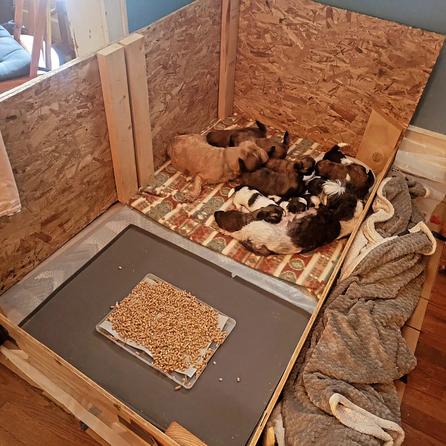 Here we are... this is a huge day here at The Joyful Pup! We opened up the pen to allow the pups to mingle and for the mamas to care for the pups together. I really wasn't sure what to expect. While Maple and Flopsy have been mildly territorial over their pups (a good thing), we've not had any serious issues between them. They've always been calm with each other, which helps mold the pups' personalities, as well.
...and all is going fine! Pups are switching back and forth, they're learning their own new larger space, litter training is going well, and everyone seems fine. Higher walls and regular food is coming next!