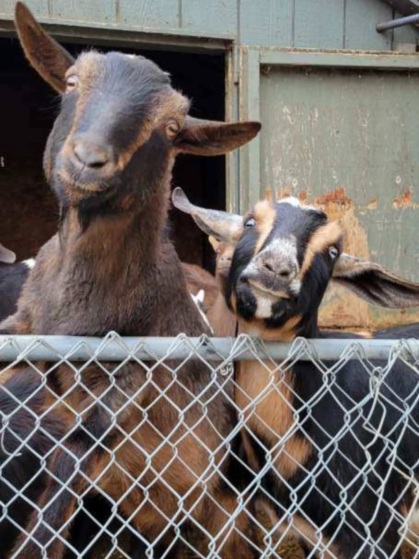 Walnut and Rocky
#mysticmoonlightfarm #goatantics #goatlife #goatsofinstagram #goats