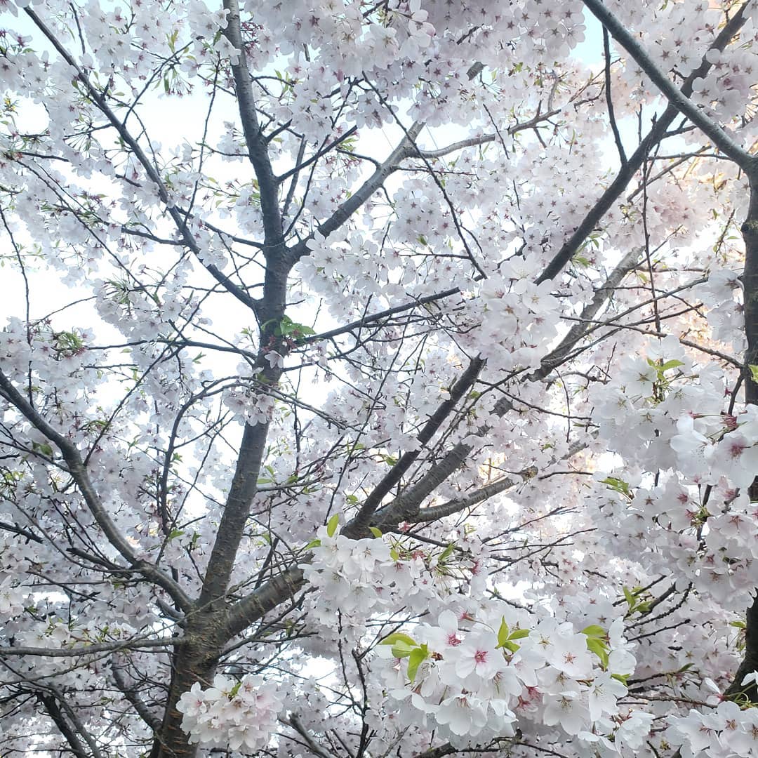 Spring is here
Looking forward to the bustling @vanmarkets farmers markets just around the corner