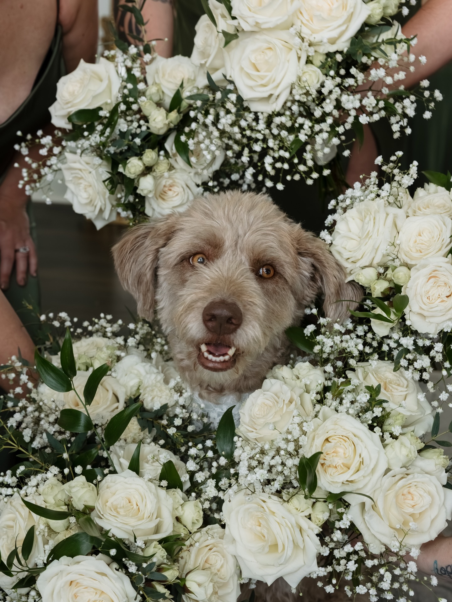 What started off as viral has become a mainstay in the doggie wedding experience.
✨ Cassie & Will 11.29.2025 ✨
📸: @ajsphoto_