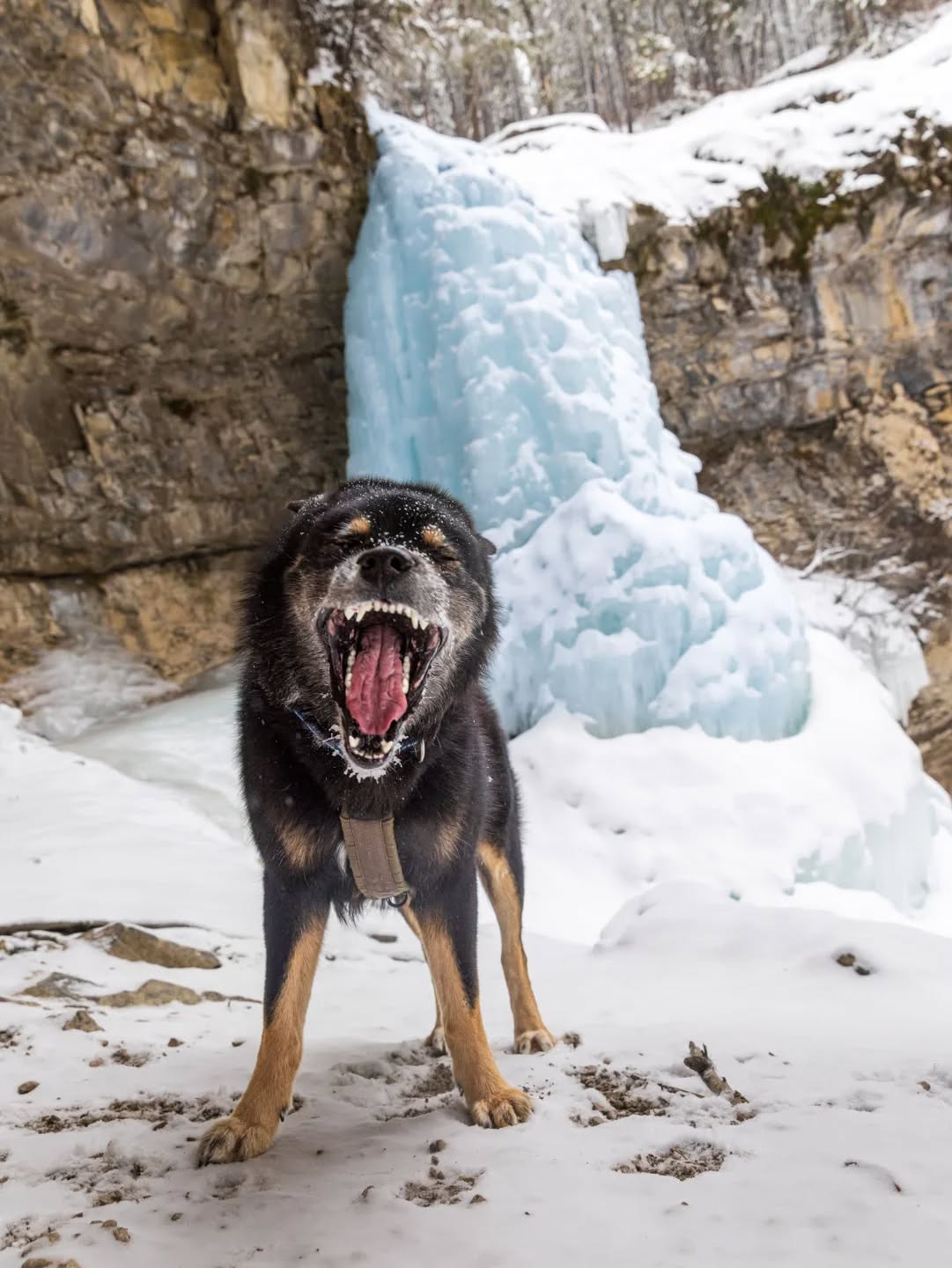 Can you guess what I'm yelling in this pic? π
Mom thinks I'm yelling "Hey Stellaaaaa!" to wish my fren Stella @paws.enjoy.life a happy 2nd birthday!! π π₯³π§
I'm sorry I didn't have any orange to wear to celebrate but I wore my brown harness and stood by some brown rocks π. Let the party begin! #StellasPota2.