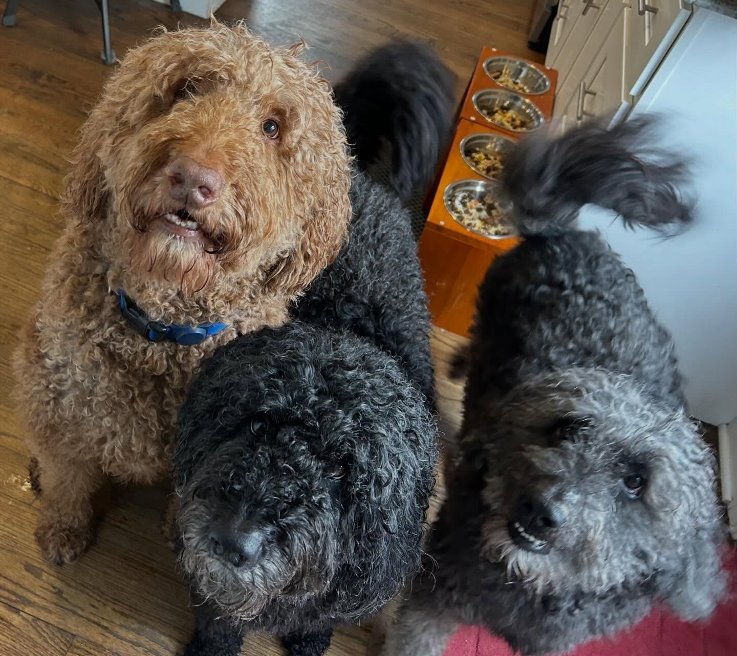 Whatโs better than one doodle? THREE doodles!!! Say hello to our newest friends: Tuzik, Luna and Niko. This power trio are SO sweet and SO well behaved. Weโre in love x3!!! #happyfriday