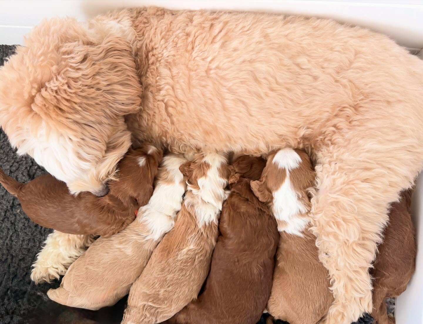 Golden hour snack time with mama!
.
.
.#goldenhour #australianlabradoodle #southmittenlabradoodles #australianlabradoodlepuppies #snacktime