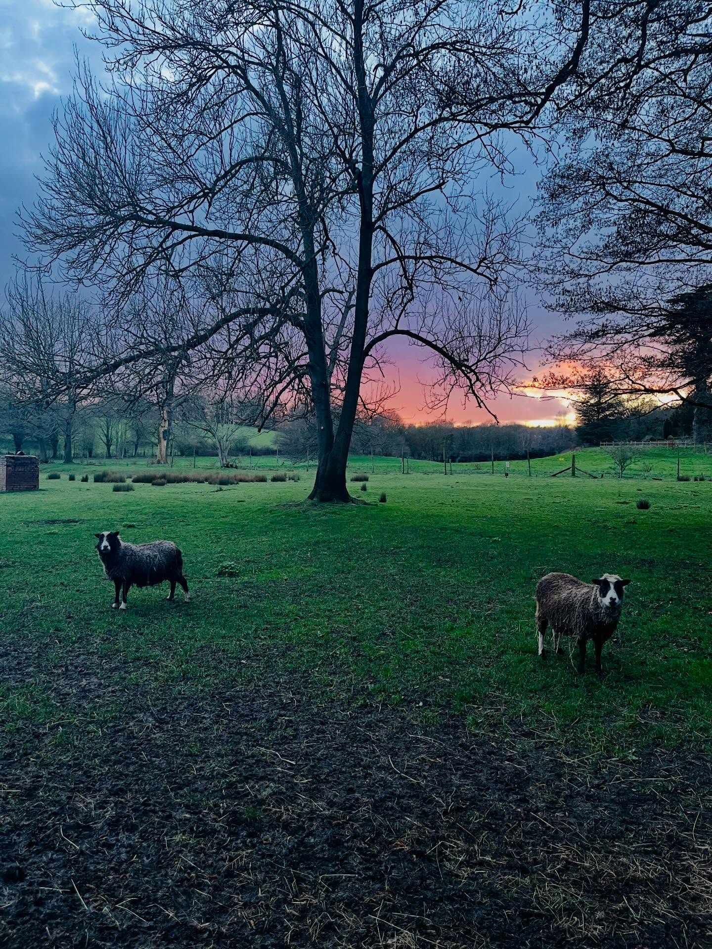 PHOTO DUMP FEBRUARY 2026
.
.
.
.
#hoovesandtails #february2026 #photodump #goats #sheep