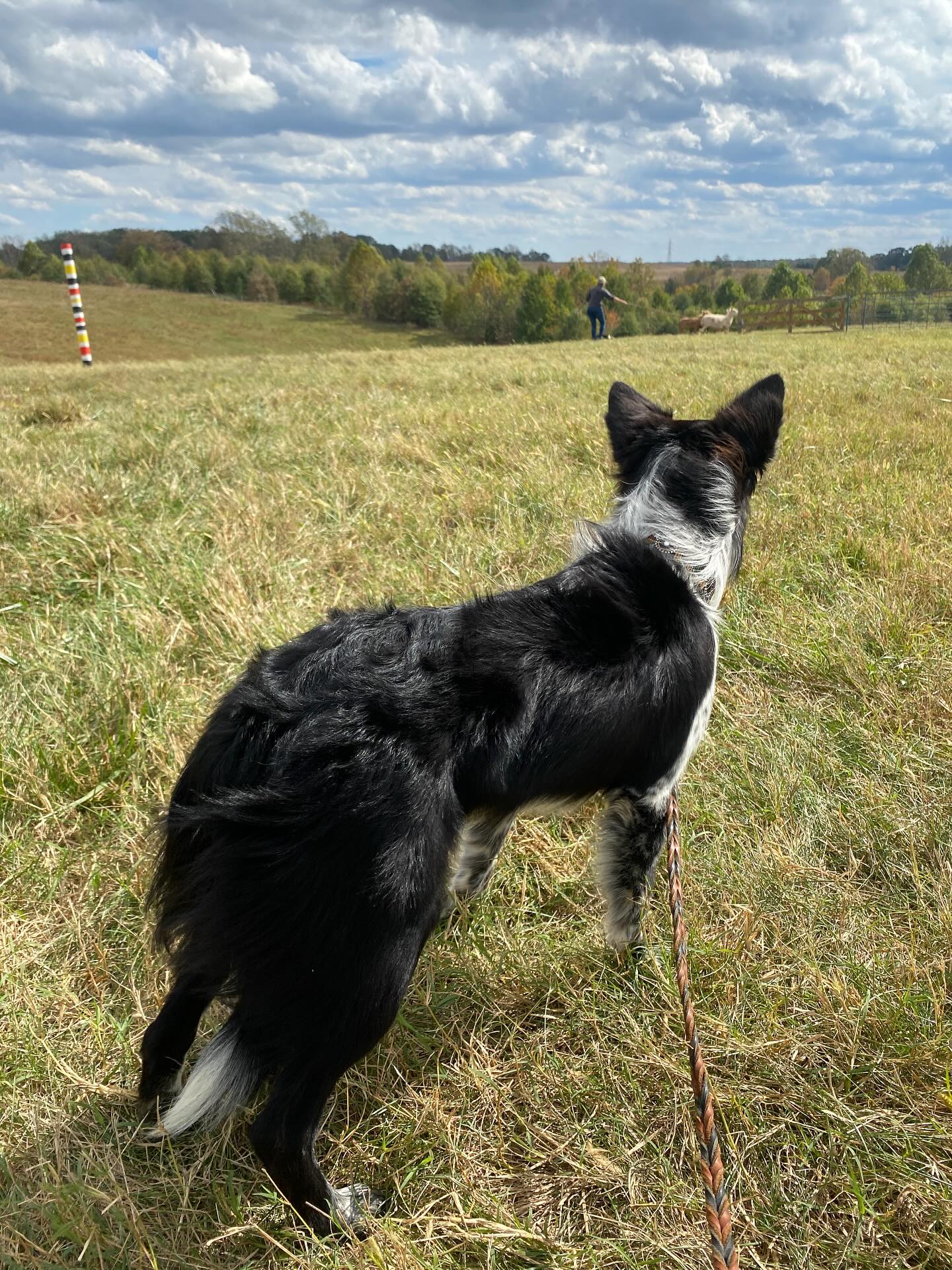 We have been busy with private lessons and lambing over here, but with this warm weather and longer days coming, drop in classes are gonna start back up! Looking to do advanced, intermediate, and beginner agility. Send me a message if you’re interested! Starting a list!