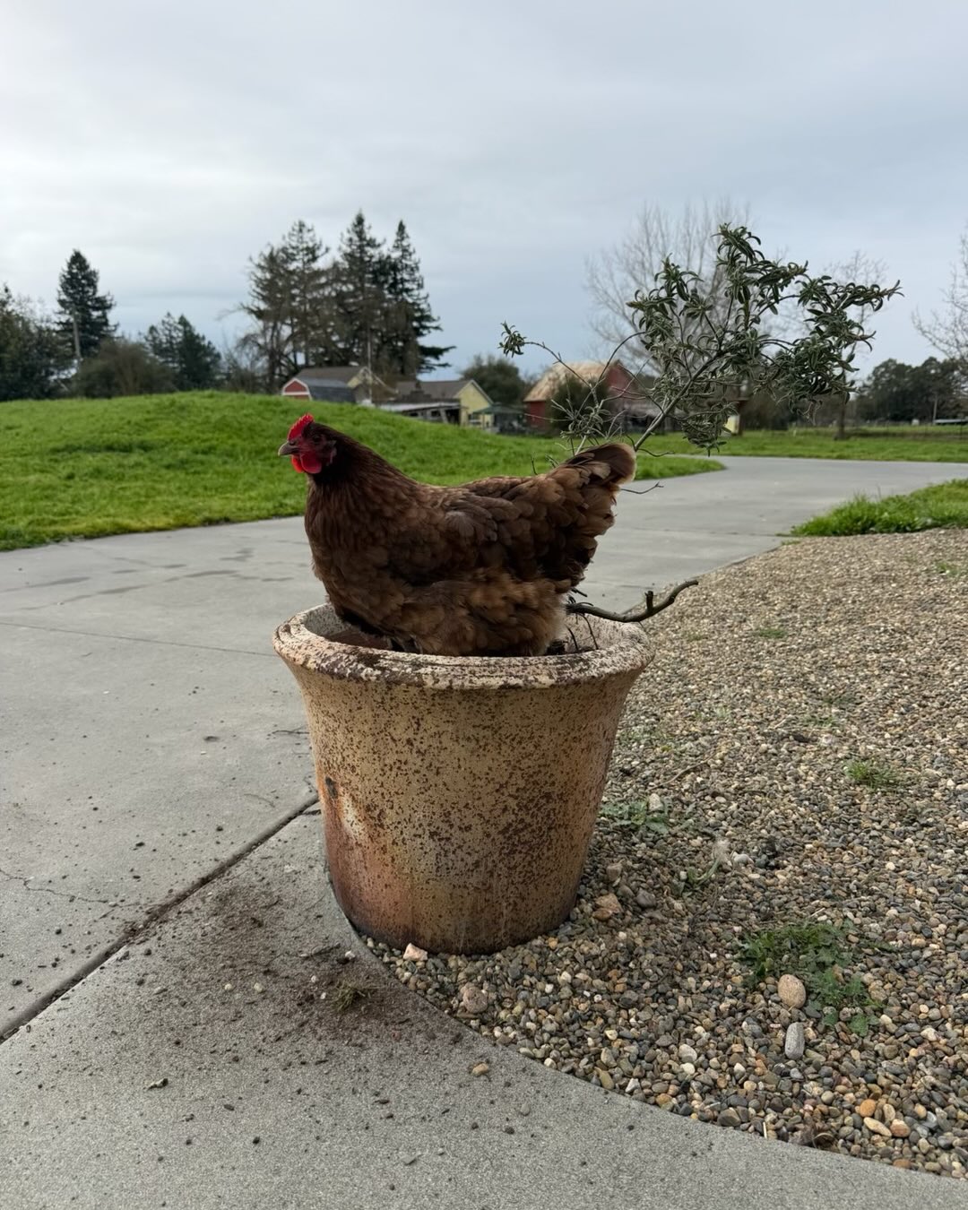 The Cowboys have taken over. It’s their world we just live in it gratefully and with a lot of humor.