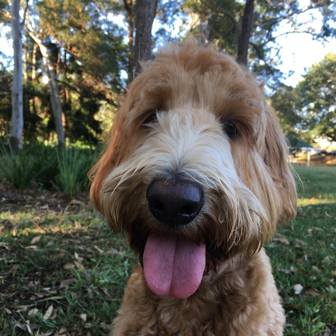 Groodle among the gum trees! ❤️🐶Winston🐶❤️ #dog #groodle #dogsofinstagram #dogsofbrisbane #doglover #cute #chasingtailsbrisbane