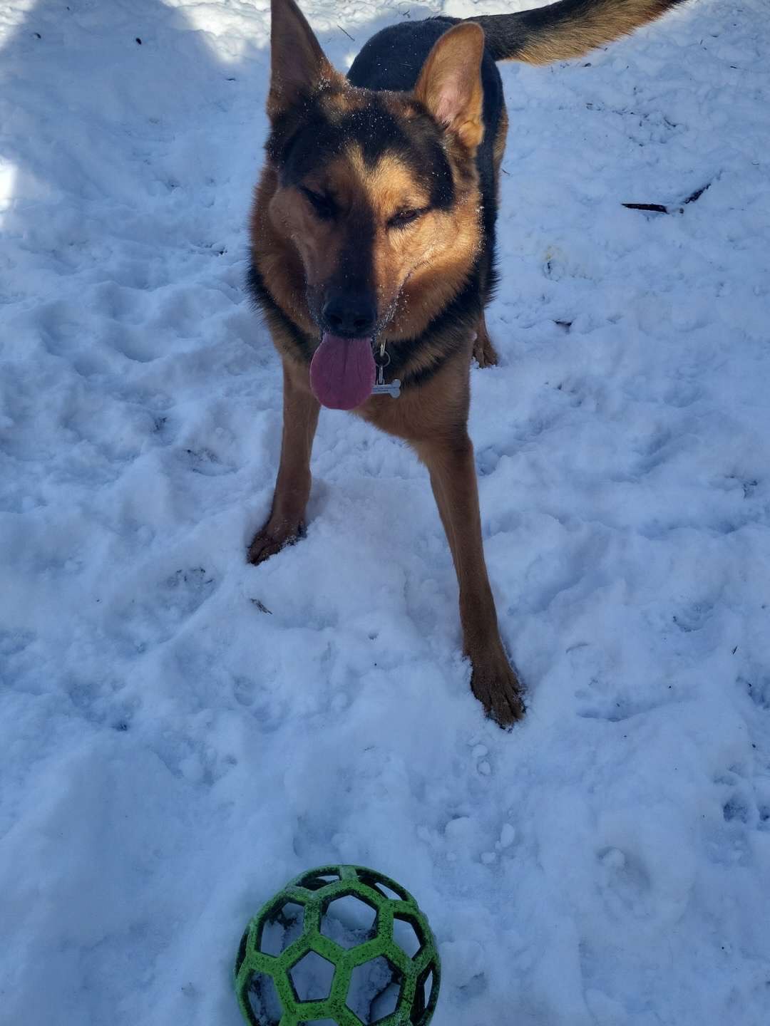 Fur-real, this is the best day ever!