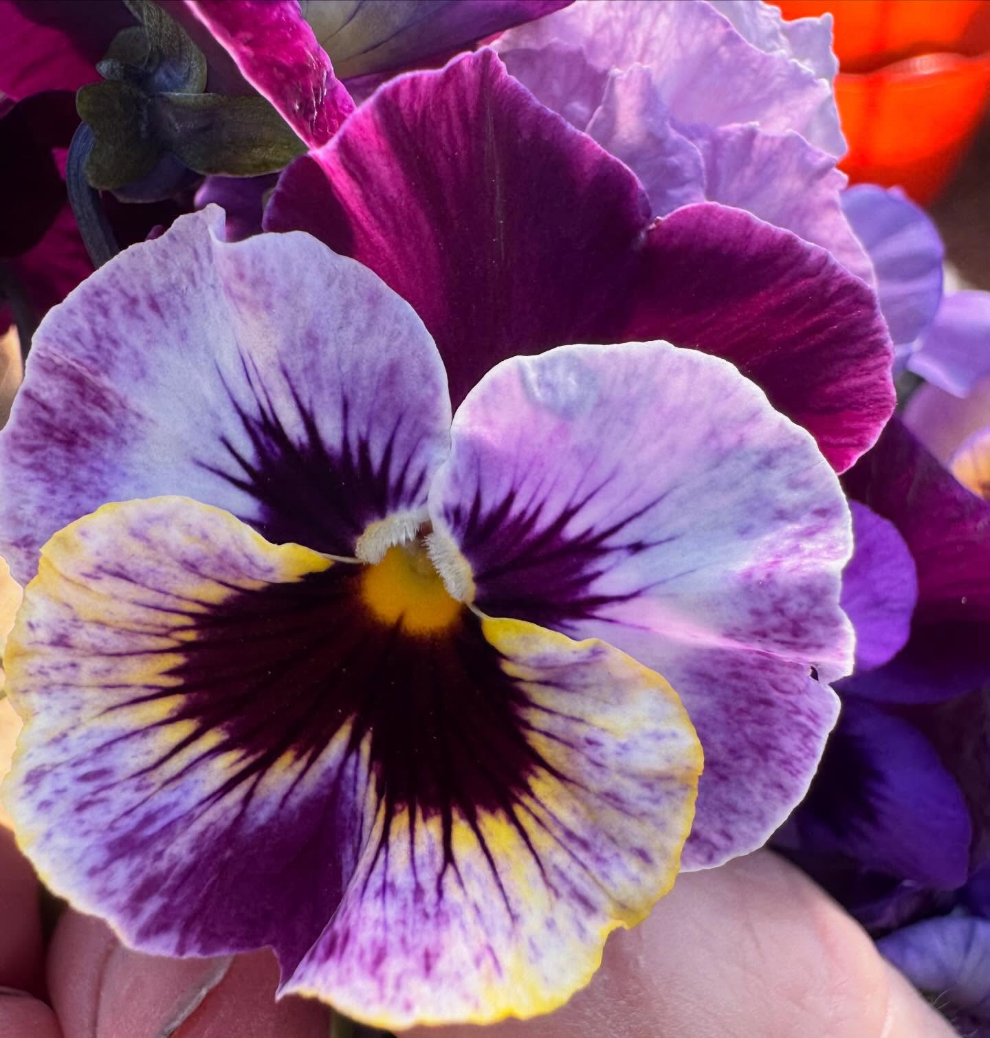 Worshiping the pansies these days :)
#respectpansies #spring #pansy #queerness #flowerfarmer