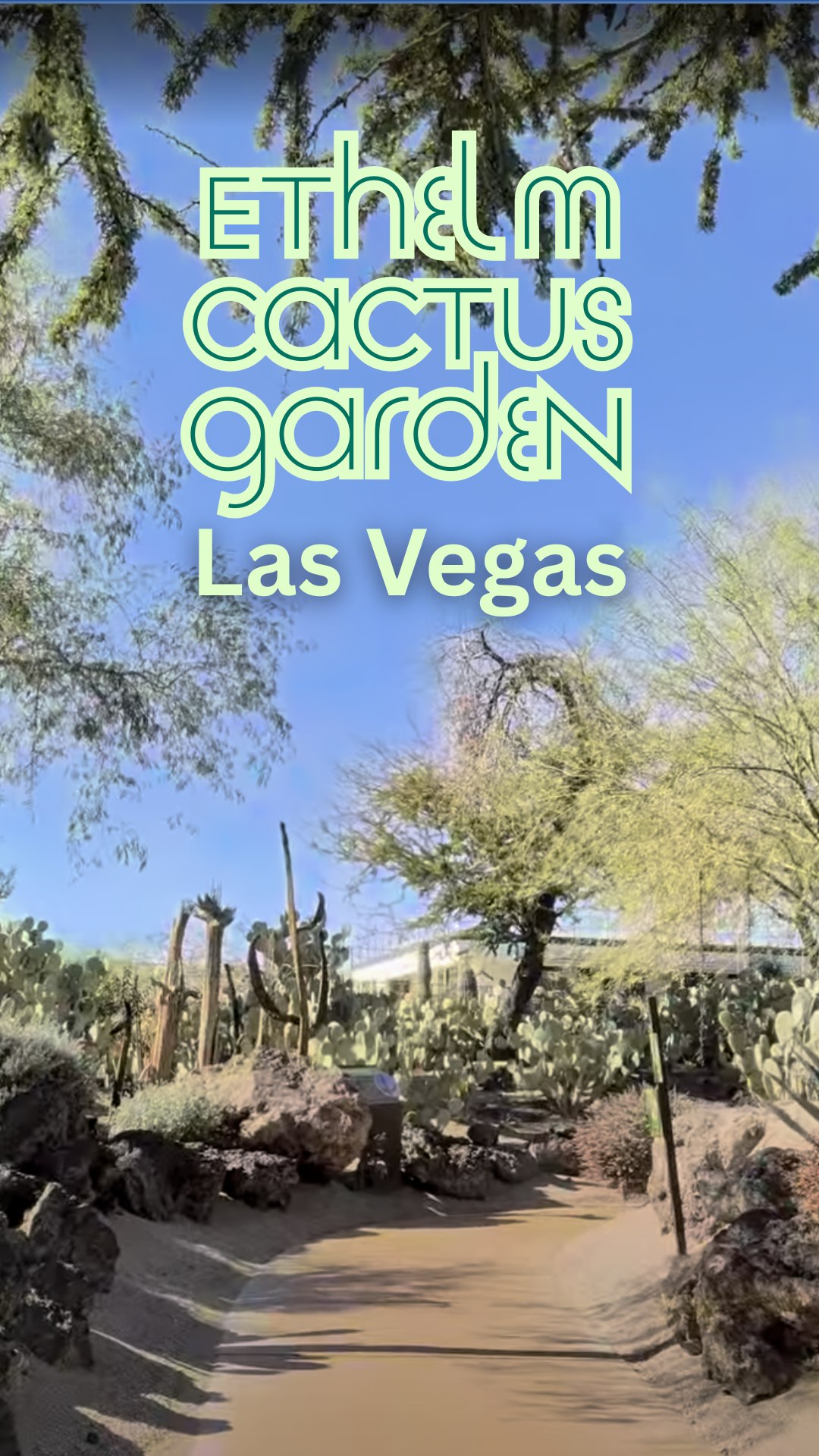 We spent a quiet afternoon wandering the cactus garden at @ethelmchocolates Cactus Garden and it was such a peaceful break from the Strip. 🌵☀️
Late winter light, desert air, and rows of cacti in every shape imaginable made this feel like a little hidden oasis.
The garden sits next to the Ethel M Chocolates factory, which was founded in 1981 by Forrest Mars Sr. and named after his mother, Ethel Mars. Forrest Mars was also behind the creation of the Mars Company, one of the most well known candy companies in the world. Ethel M was created as a return to small batch, handcrafted chocolate making, using traditional techniques and fresh ingredients.
Even if you skip the chocolate entirely, the cactus garden alone is worth the visit.