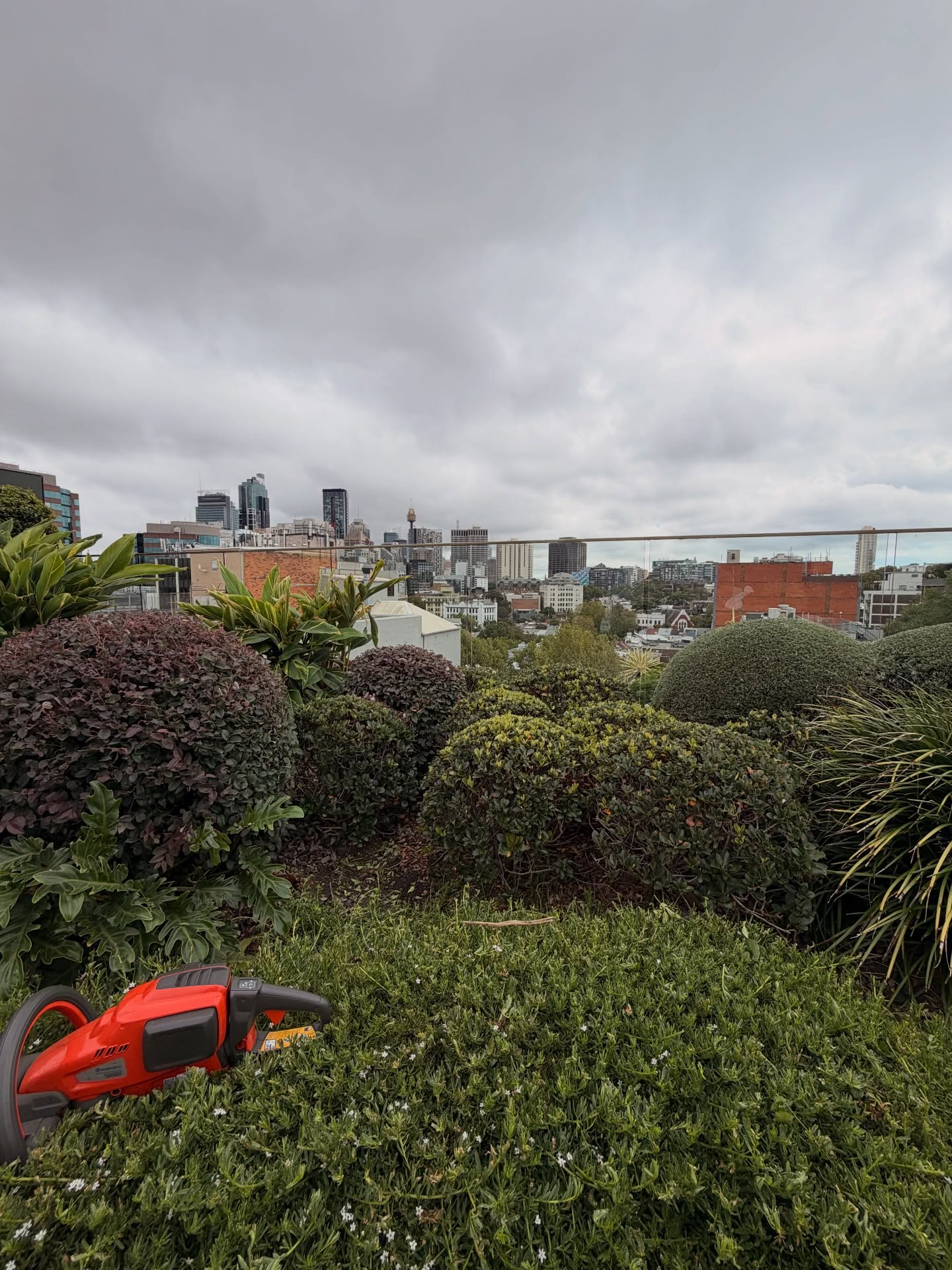 Elevating Surry Hills, where stunning skyline views meet beautiful crafted roof top gardens. #sydney #surryhills #officegetaway #landscapemaintenance @husqvarnaaustralia