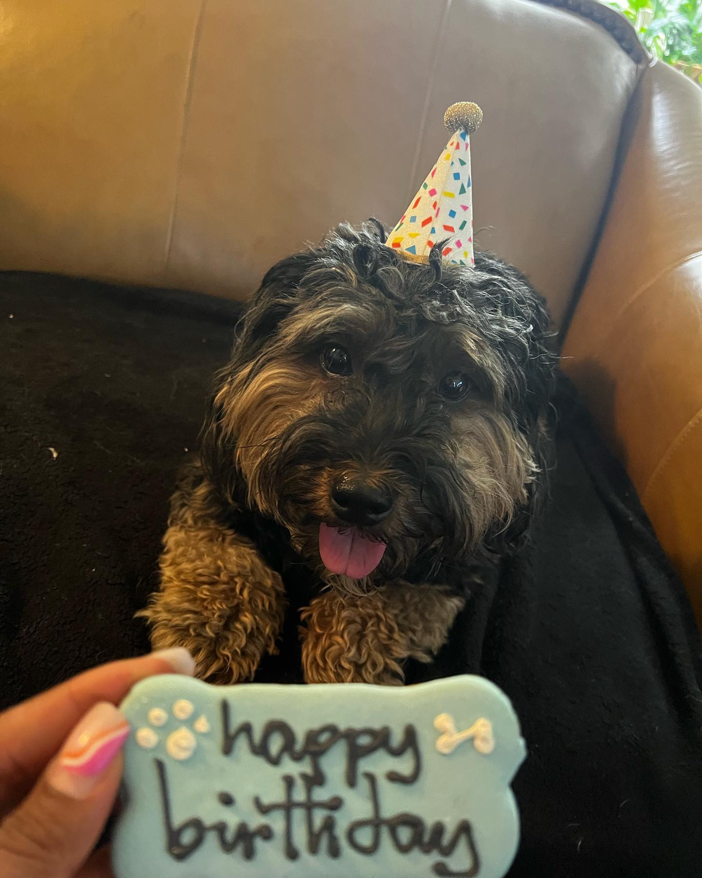 Issa Doggie Birthday!!! 🎉🥳 Happy Birthday Frankie! ❤️ #houndboundfamily #houndbound #houndboundnyc #dogs #doglover #dogwalking #dogwalker #dogwalkernyc #dogsitter #dogsitternyc #dogsofinstagram #dogmom #pets #petlovers #petsitter #petsitting #nycpetsitter #nycpets #brooklynpets #brooklynpetsitting #bklyn #brooklyn #crownheightsbrooklyn #parkslopebrooklyn #prospectleffertsgardens #prospectparkbrooklyn