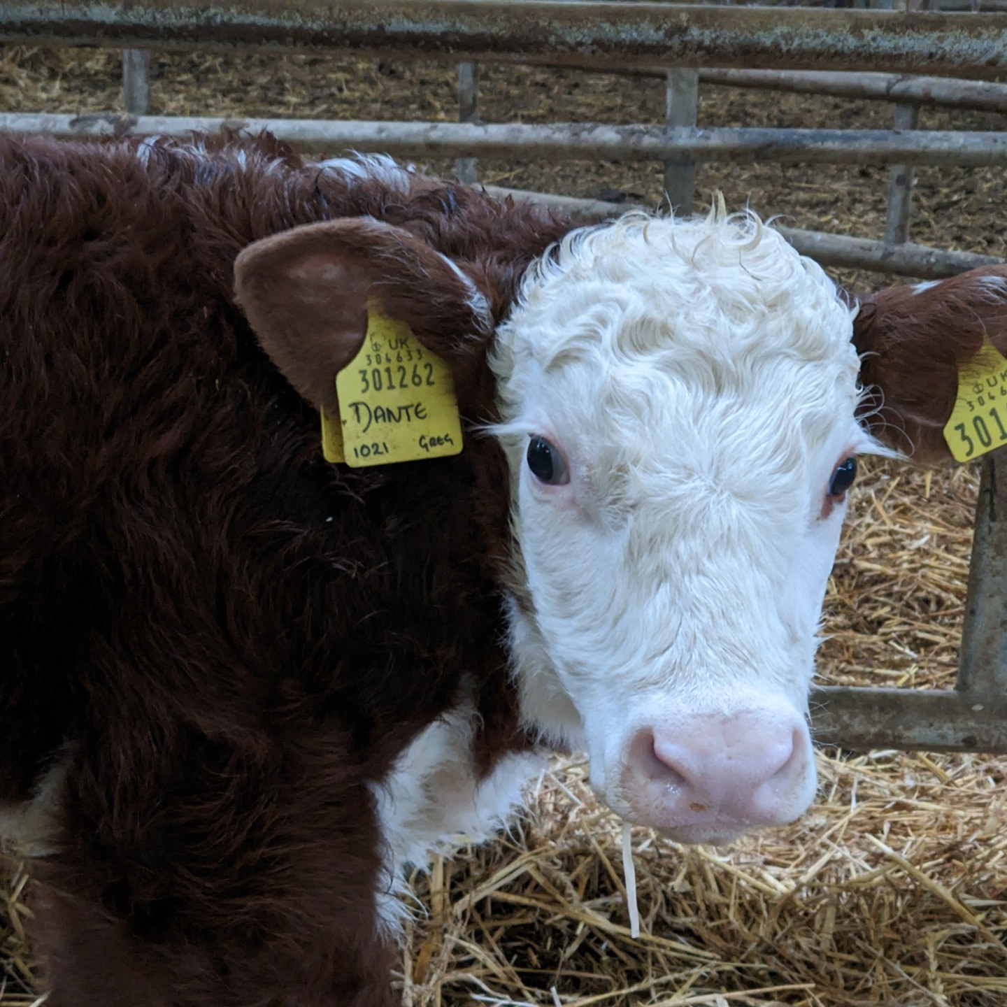 Lots of new baby calves have been born, with plenty more still to come. One has already worked out how to escape!