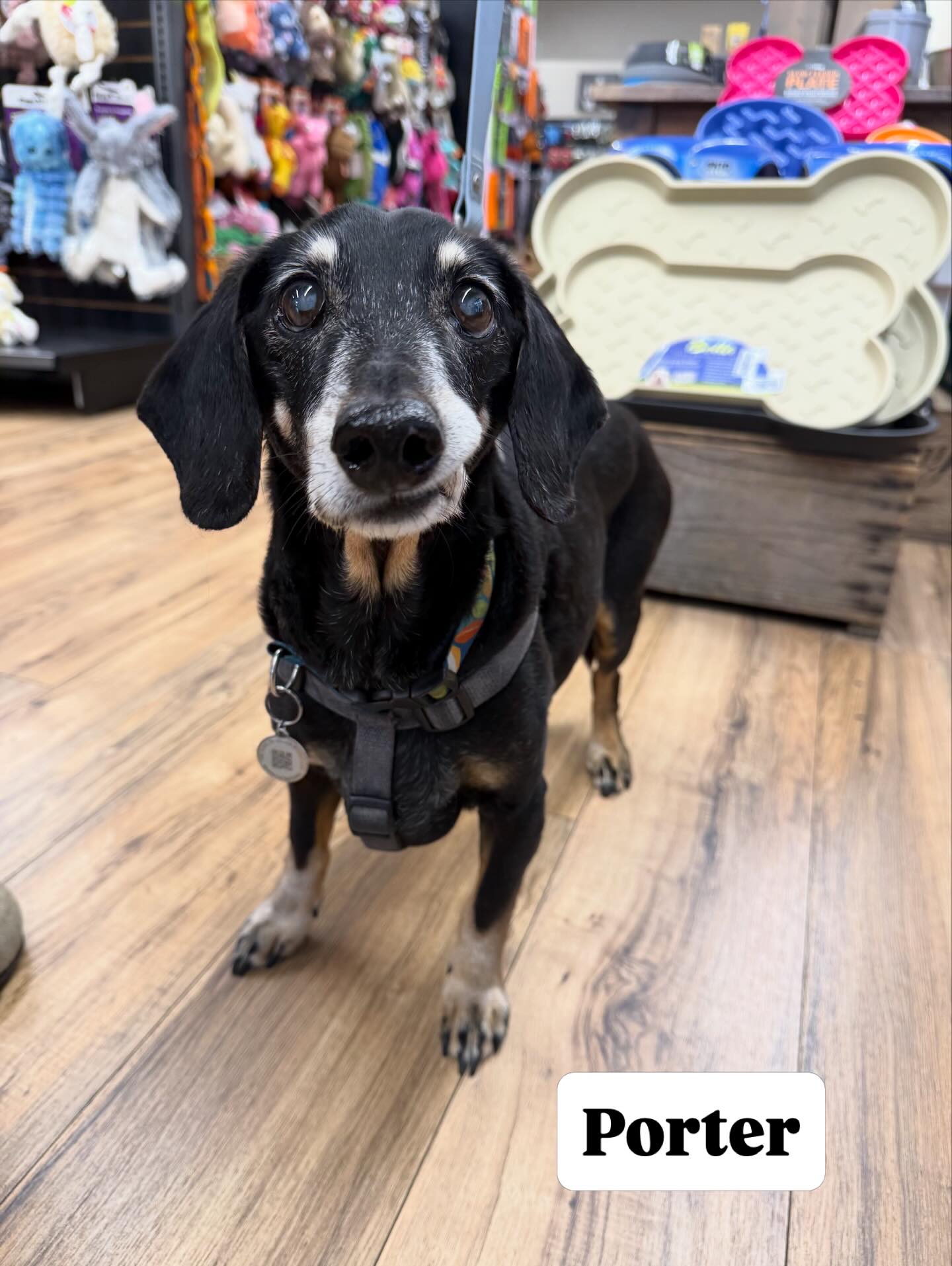 Meet the bestest good boy with a smirk ๐ to warm your heart. Porter @pawsarottispetshop luvs u to the ๐๐
Happy happy 18 years young! ๐๐พ
#pawspups #golocalsoco #dogsarethebest