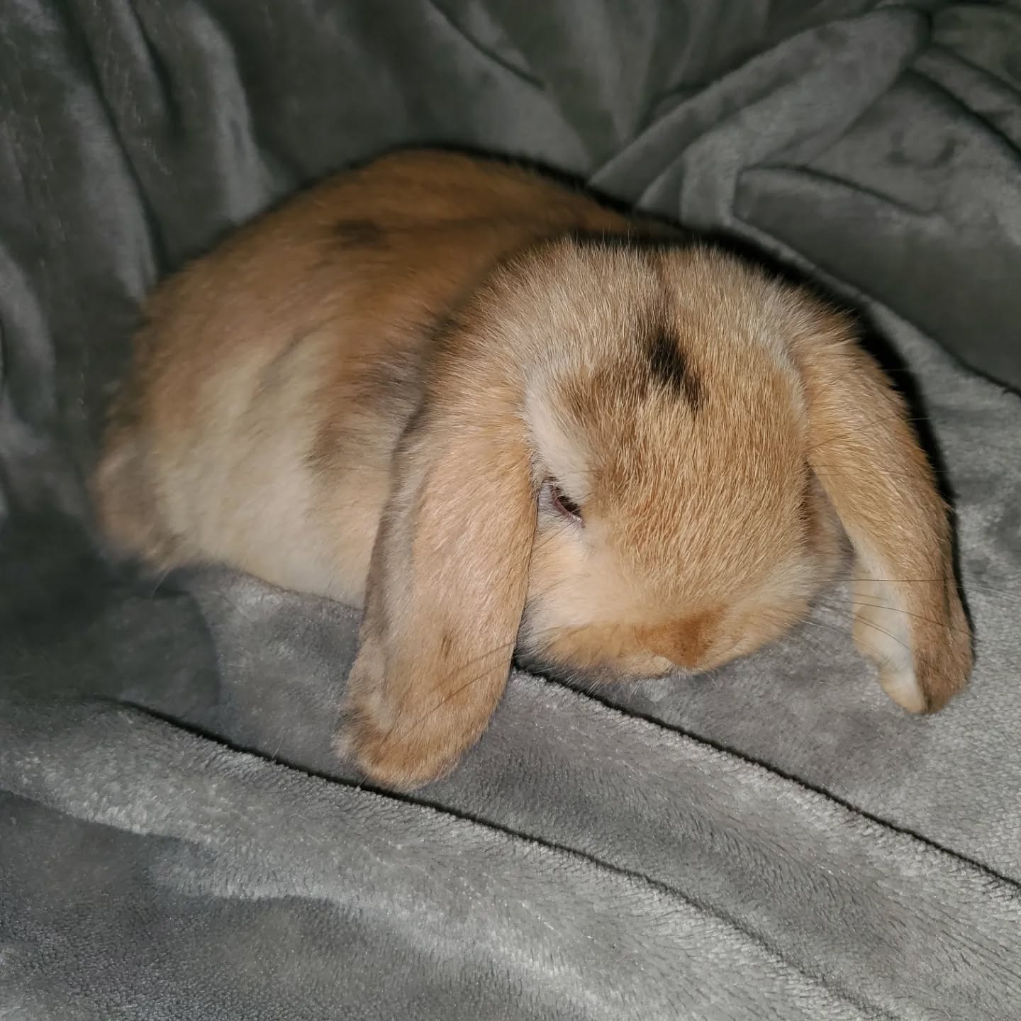 Little baby. So sweet and laid back.
www.mysticmoonlightfarm.com
#mysticmoonlightrabbits #mysticmoonlightfarm #rabbitlitter #rabbitbreeder #rabbits #rabbitsofinstagram #babybunnies #babybunniesofinstagram #bunniesofinstagram #bunnies #bunnylife #rabbitlove #hollandlop #hollandloprabbit #hollandlopbunny #hollandlopbabies