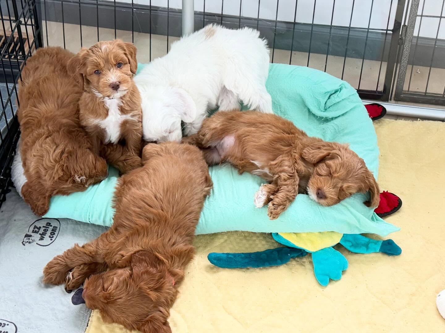 Last few standing after an exciting puppy social with some of the families on this litter !
.
.#puppylove #sleepypuppies #australianlabradoodles #southmittenlabradoodles #miniaustralianlabradoodles