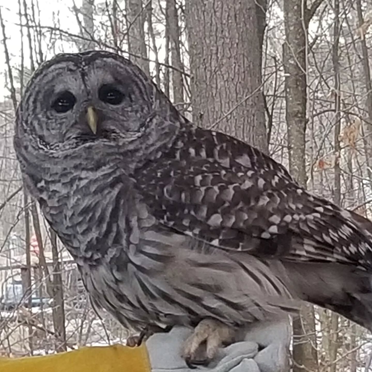 Have you ever talked with an Owl?
Fern, the barred owl who inspired my book, Do You Talk with Animals?, reminds us to slow down and listen with our hearts.❤️🦉
Fern is one of the animal ambassadors at The Center For Wildlife in Cape Naddick, Maine. Her wisdom is gently woven through every page of Do You Talk with Animals?.
If Fern's message touches your heart, you can find her story on my website jodycrotty.com and at the CFW.
Each book helps support the @centerforwildlife
#wildlifeconservation
#animalcommunication
##doyoutalkwithanimals