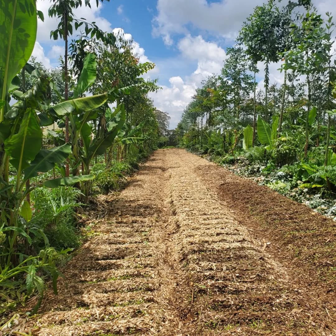 The rains have come right on time 🌧️ and the farm is responding beautifully. Our beds are ready, soils well covered, and the seedlings are thriving 🌱. Blooms are beginning to show across our cruciferous veggies, while sweet potatoes stretch happily beneath the soil 🍠.
Healthy soils, living systems, and regenerative care doing what they do best 🌍. Looking forward to abundant harvests this April 🌿✨
#RegenerateKenya #RegenerativeAgriculture #SoilHealth #FarmUpdate #sustainablefarming