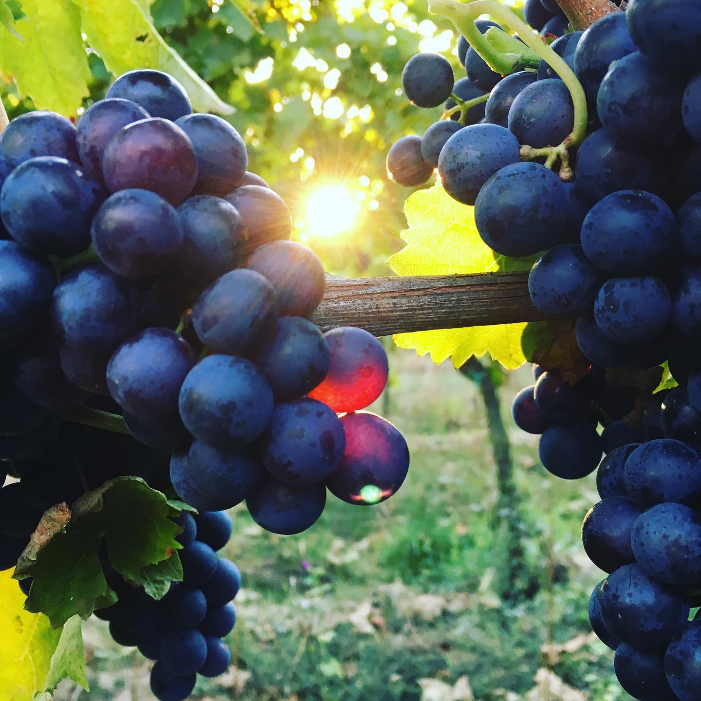 Aus der Reihe: Lichtspiele #redwine
#winelover
#lieblingswein
#ilikewine
#pinkwater
#rosé
#ladywine
#womenwine
#wineforwomen
#veganwine
#hamburg
#münchen
#hannover
#berlin
#weinglas
#wineglass
#hip_hip_rose
#pfalz
#pfalzlust
#süw
#heimatliebe #zumwohldiepfalz #lustaufsüw #lustauflandau #wanderlust