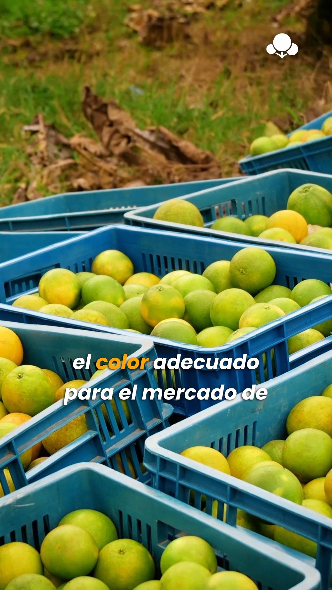 Exportar cítricos desde Colombia es un proceso que se afina con la experiencia.
En el camino hemos aprendido que la coordinación con productores antes de la cosecha reduce rechazos en destino, y que una documentación clara y a tiempo es tan importante como la calidad de la fruta.
La exportación exige procesos bien alineados, desde el campo hasta el cliente.
#Celifrut #CitriculturaColombiana #Exportación #LogísticaAgro #Procesos