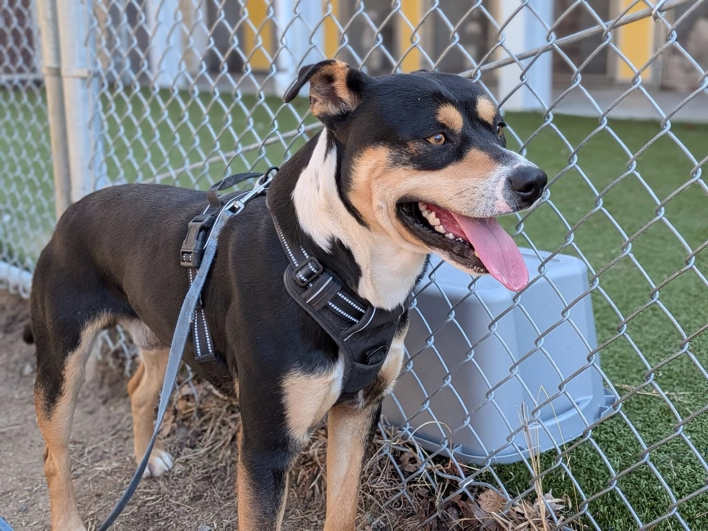 ❤️❤️SARGE HAS BEEN FOUND❤️❤️
Sarge has run away from his foster home. If you live in or near Magnolia Ridge in Winterville, please be on the lookout for Sarge. He is dragging his leash behind him.
Sarge is in full flight mode, so please do not call out to him or chase him. He is a foster dog with Pitt Friends, but he just left the shelter today so he is not familiar with the area he was lost in. If you see him please message us immediately!
Please share!!!