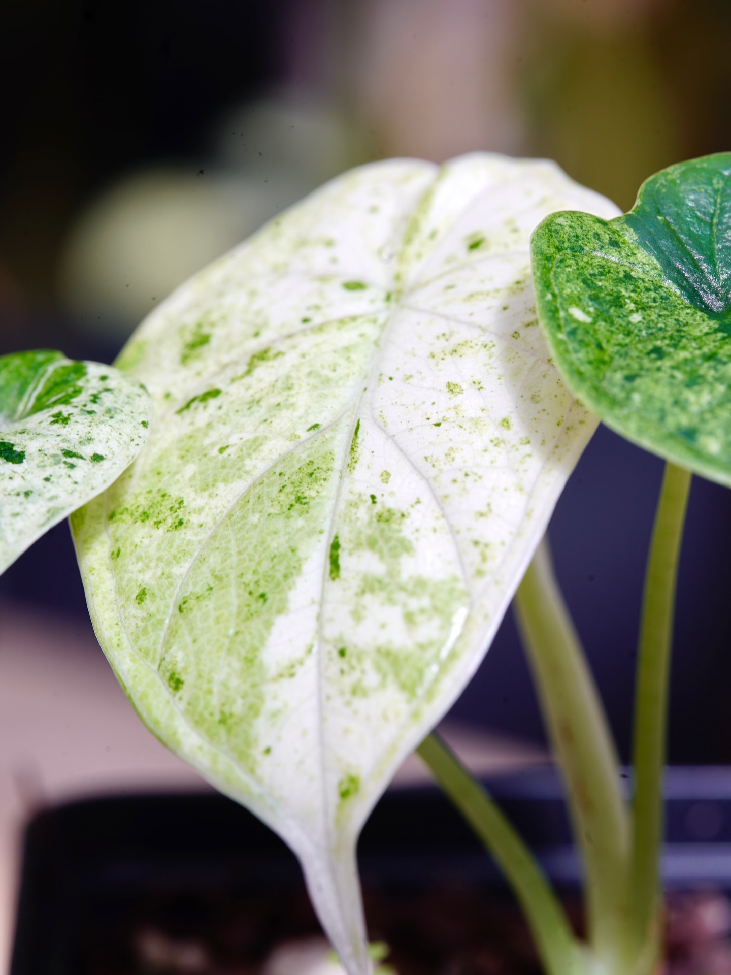 Alocasia Dragonscale ‘Mint’ throwing out some magnificent white , minty emergents. Only $49 Available on the Urban Botanist website now.