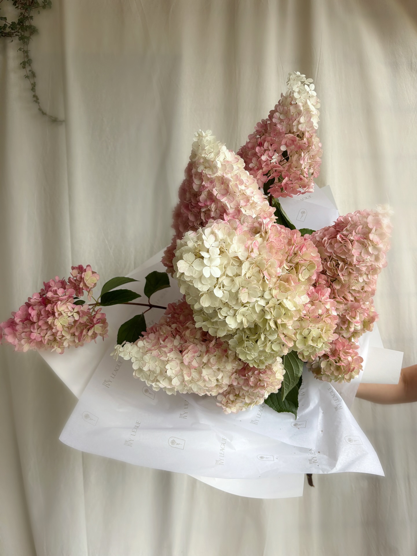 Did someone say free delivery Friday?! 🚚 💐 👀 Why not?! A perfect opportunity to get a delicious bunch of Paniculata en masse in time for the weekend. STUNNING. Use code ‘FRIYAY’ at checkout. Orders cut off at midday tomorrow.