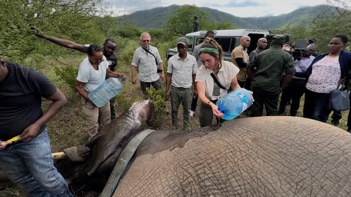 I’ve been incredibly blessed to have encountered a variety of species all over the world. Each experience has shaped my passion for wildlife conservation in its own way.
Here are my top 10 wildlife encounters that have been defining moments in my life:
1. Being part of collaring a wild female elephant for conservation and research, done professionally with @tanzanianelephant_foundation.
2. The most unexpected surprise: African wild dog stopping to sunbathe in the road on our journey to the airport.
3. Discovering juvenile Gharial….enough said.
4.My first time seeing African elephants after hearing their trumpets for hours from afar. I was NOT expecting so many!!!
5. Getting lucky enough to spot and barely photograph a Black rhino from a helicopter
6. Randomly encountering a Boomslang after being entranced by them my entire childhood.
7. Tracking Resplendent quetzal in Guatemala.
8. Seeing Nina, the hero of the Pantanal ❤️
9. An incredible day observing wildlife in Nepal, so many rhinos!!
10. Watching a Lion pride hunt together, with hyenas hunting across the way.
I love reflecting on these moments. I become even more connected to the mission of protecting wildlife and spreading hope for the future of conservation.
Happy World Wildlife Day 💚
