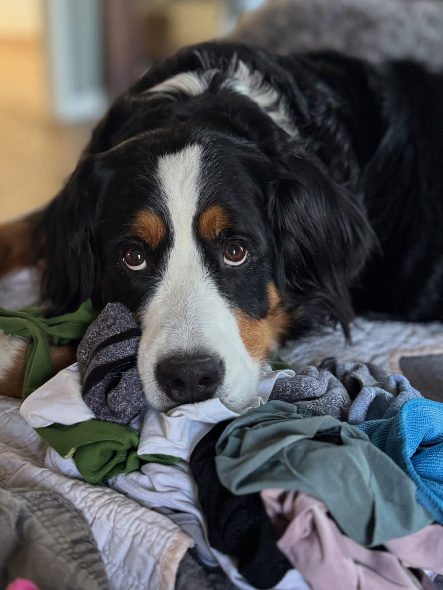 Laundry: 0. Remi: 1……
Getting laundry folded is nearly impossible with this girl. She puts an immediate halt to it every time. 😂