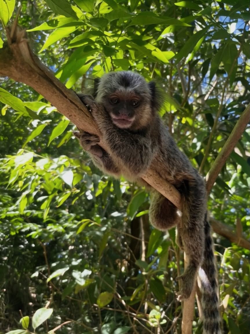 Went on a beautiful hike in Rio de Janeiro and ran into these little guys🐒🌿
Common marmosets are incredibly adaptable and can often be found living in and around urban areas across Brazil. They have specialized lower incisors that allow them to gouge tree bark and extract sap as a primary portion of their diet!