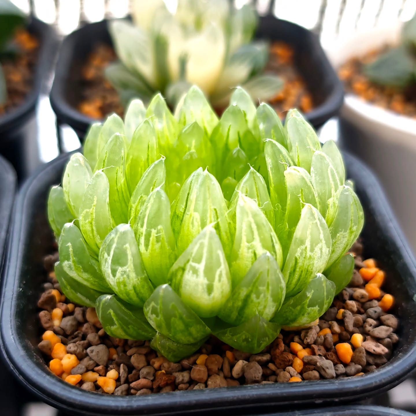 Haworthia Picturata Led Mutant Variegated
Outdoors shaded sunlight
Full watering once every 5-6 days
#haworthialedvariegata #haworthiacooperi #haworthiapicturata #haworthiacollection