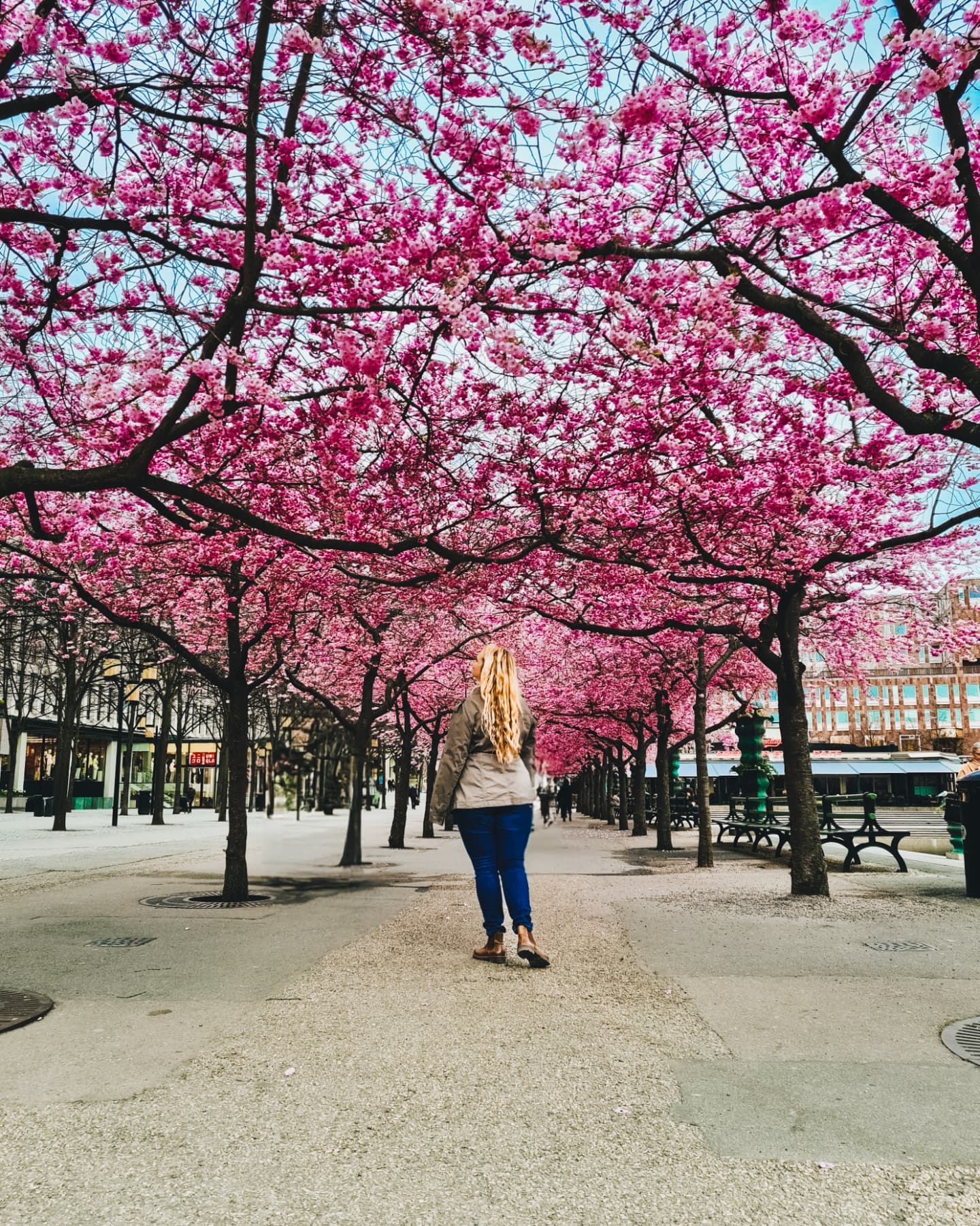 Just vibing with some flowers this spring. Actually saw that the cherry blossoms were starting to bloom in Stockholm, and wanted to share photos.
In a fun guessing game only one of these photos is taken in the US, guess which one.
#stockholmsweden #cherryblossoms #körsbärsblommor #kungsträdgården #historiska #lupins #sverige🇸🇪