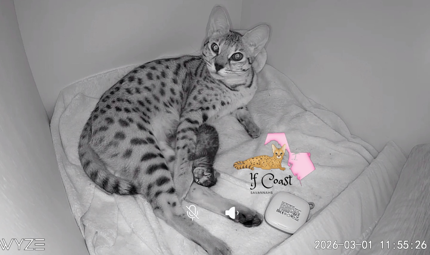 Love having cameras on the babies so we can sneak sweet little moments 🥰
F3 “Cleo” has been reserved and her new mommy is so excited meet her!!!
#savannahcat #savannahkitten #spottedcat #exoticcat #exoticpetsofinstagram