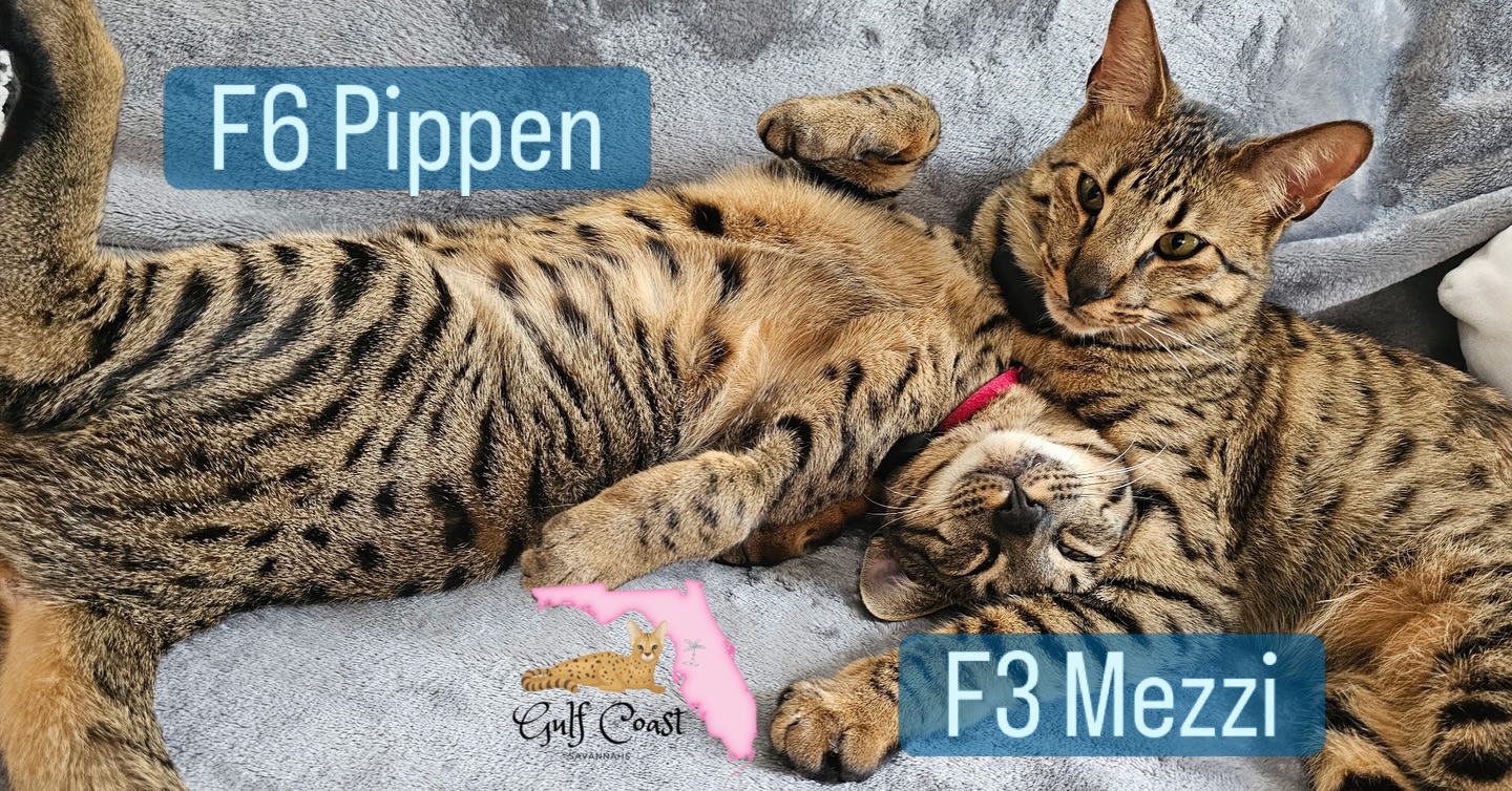 Two of our past boys “brothers from another mother” 🤣 those daddy Ivar genes are strong lol!
#savannahcat #savannahkitten #usa #florida #exoticcats
