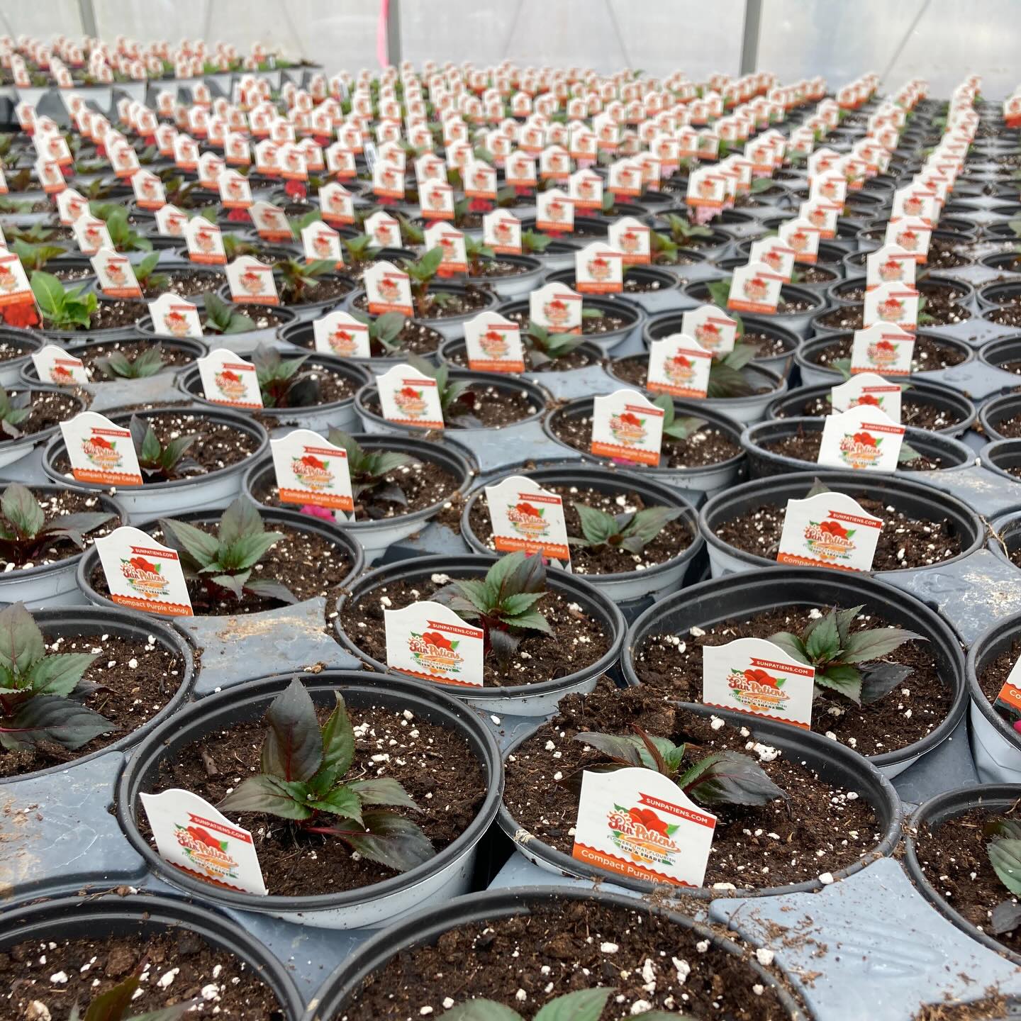 Planting has begun! The greenhouse is filling up fast! Soon this little cuties will be ready for your garden or landscape. Who’s ready for Spring?
#roundtreefarmgreenhouse #sunpatiens #spring2026