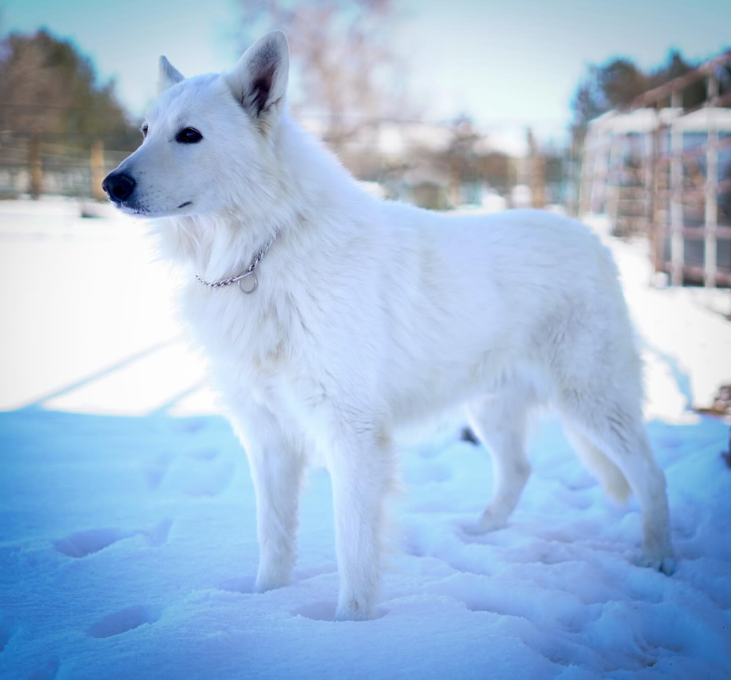 Some of you have been asking about Tank (Yadiel Jamilstar Gary), and I realized I never made a proper post about him.
Before breeding him and moving forward with his first litter, we were very hopeful for Tank. He had so many qualities we loved, he was incredibly sweet, confident, and absolutely people-oriented. However, as he matured, we began noticing temperament traits, particularly dominance with other dogs, which doesn’t align with what we strive for.
Over time, that tendency became more pronounced rather than less, and he was the only dog in our home who caused tension within our group. All of our other dogs coexist peacefully, which is really important to us.
After his litter in 2023, we made the decision to retire him from our program. One of the things we like most about the White Swiss Shepherd is their stable and easy-going nature, especially with other animals. That balance is so important to us, and we’re committed to preserving it in our lines.
His only litter (C) is now 3 years old, and they have truly turned out phenomenal — they carry all of Tank’s best qualities. We were lucky, and while we’re grateful, we wouldn’t take that risk again.
Tank is now happily retired and living his very best life, exactly as he deserves 🤍
—
#whiteswissshepherd #bergerblancsuisse #studdog