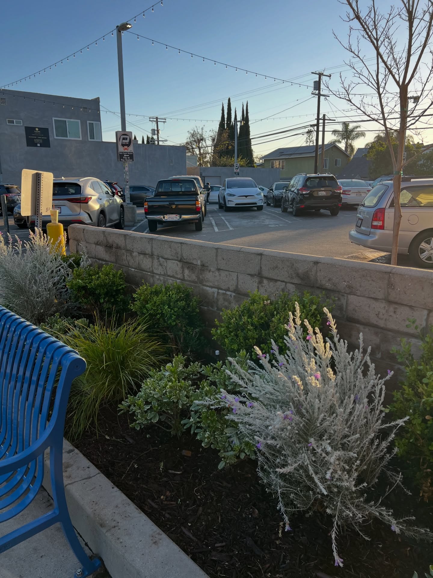 Great full to contribute to the @larchmontboulevardassociation by donating time and 1 tree to the project. @romicortier worked tirelessly & followed a dream that he had for Larchmont Blvd. to have blue benches with matching trash cans, beautiful plants & flowers all around & for the clock to be working on Larchmont Blvd.
With amazing donations & help from the community, this is now reality!
Teamwork really does make the dream work.
#inspired #landscape #hancockpark #teamwork #virgodesignsandlandscaping