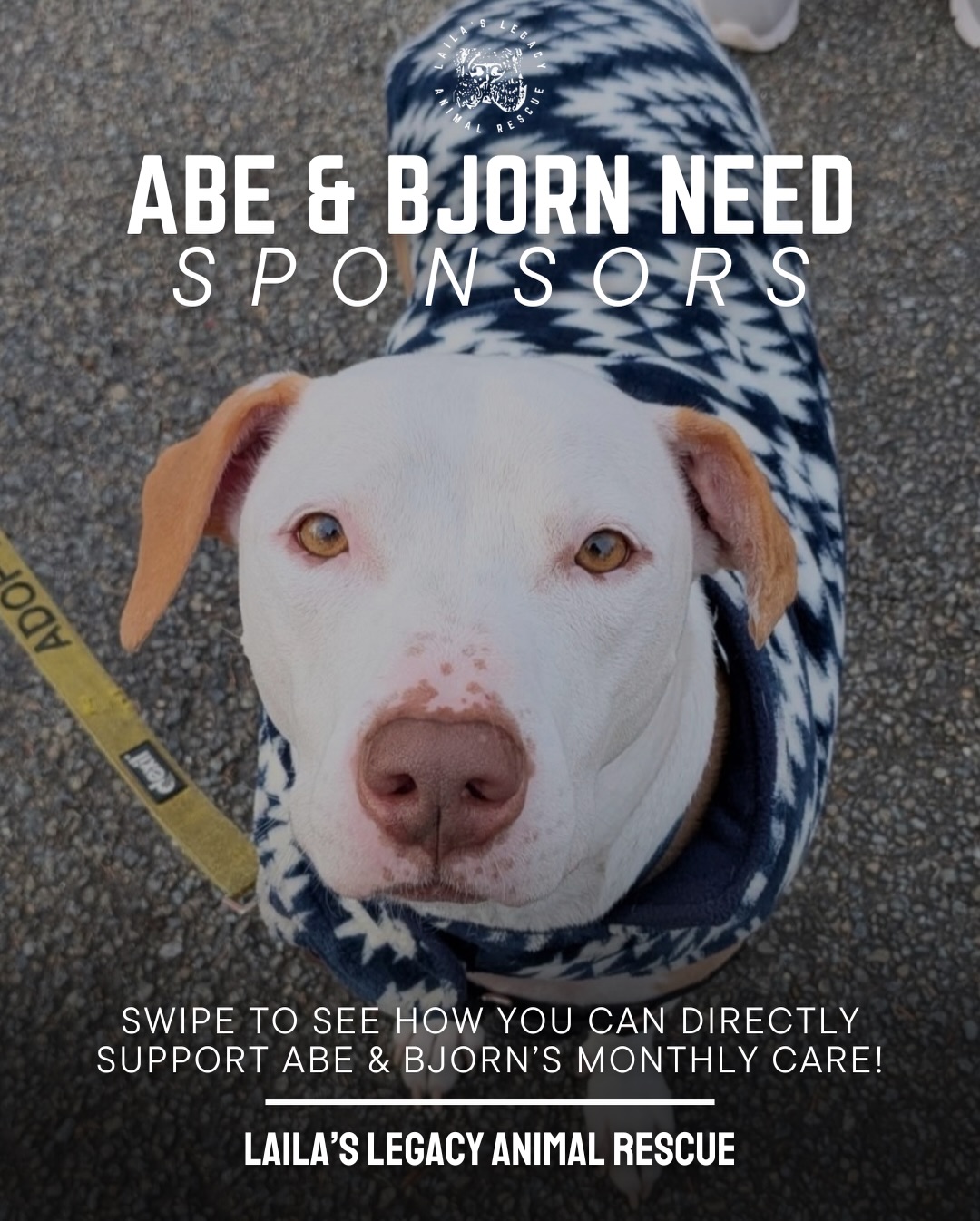 Meet Abe & Bjorn 🐾💜
We’re looking for two (or more) compassionate monthly sponsors to help change the lives of these very special boys.
Abe is a sweet itchy boy who’s been seeing a Dermatologist for some time now working to balance his prescription medications and diet. We’re finally seeing good results after a long time of mild improvements but we could use the support covering the costs of his monthly regiment which is around $240. His needs are consistent and vital to his quality of life and happiness — and a dedicated monthly sponsor would ensure he never has to go without the care that keeps him thriving.
Bjorn is working hard in weekly training to build confidence, structure, and lifelong skills that will set him up for success and hopefully make him more comfortable around other canine friends. Consistent training is the key to helping him become the very best version of himself — and a monthly sponsor $600 would directly support those weekly sessions.
By becoming a monthly sponsor, you’re not just covering expenses — you’re becoming part of their journey. You’ll receive updates, photos, and the joy of knowing you’re making a real, lasting difference.
If you’ve been looking for a meaningful way to help outside of volunteering or fostering, this is it.
Of course all the while we are working with these awesome boys, they are available for adoption and a forever home is the end goal!
Together, we can give them the stability and care they deserve. 🐶✨
If you’re able to help or have any further questions please DM us or email our Donor Relations Manager at regan@lailaslegacyanimalrescue.org 🫶🏻
Thank you all for all your support!!
💜