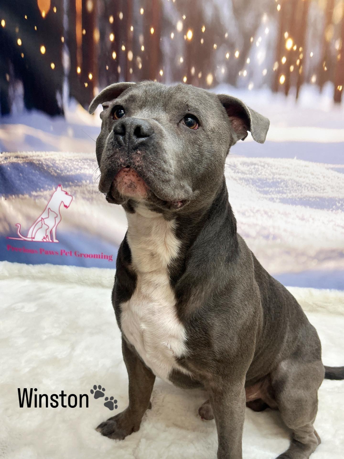 27/02/26 Winston was such a joy to work with😁 This groom was completed with many kisses and cuddles and we wouldn’t have it any other way🐾🥰
#staffordshirebullterrier #cute #staffappreciation #doggroomingtips🐾❤️🐶🛁