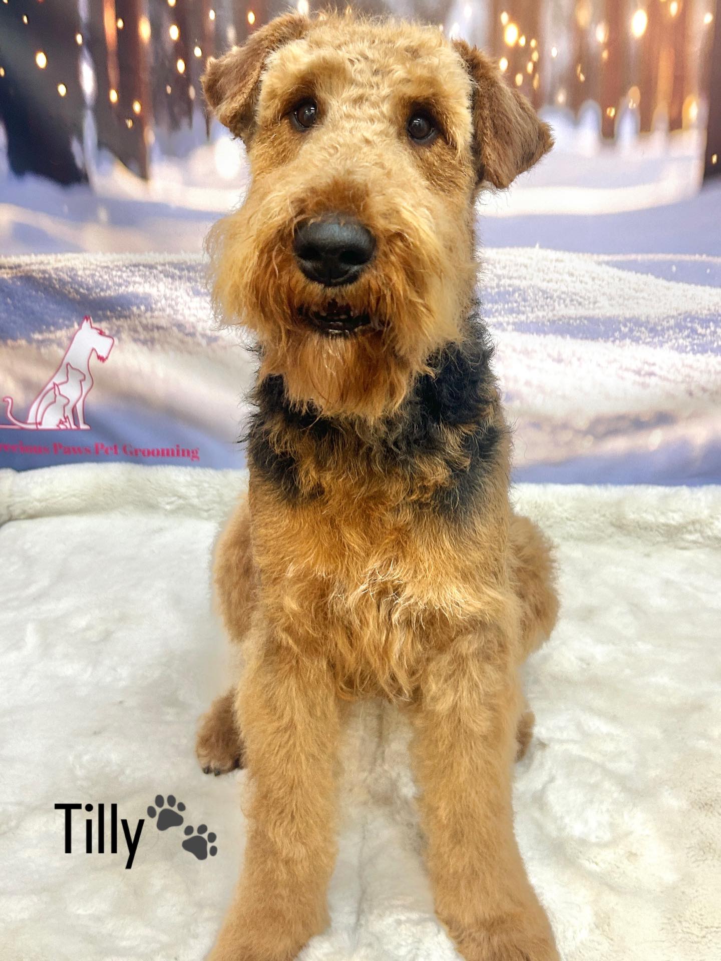 3/03/26 Tilly came in for a hand-strip and left looking marvellous 🥰🐾🐶
#airdaleterrier #cute #doggrooming #love