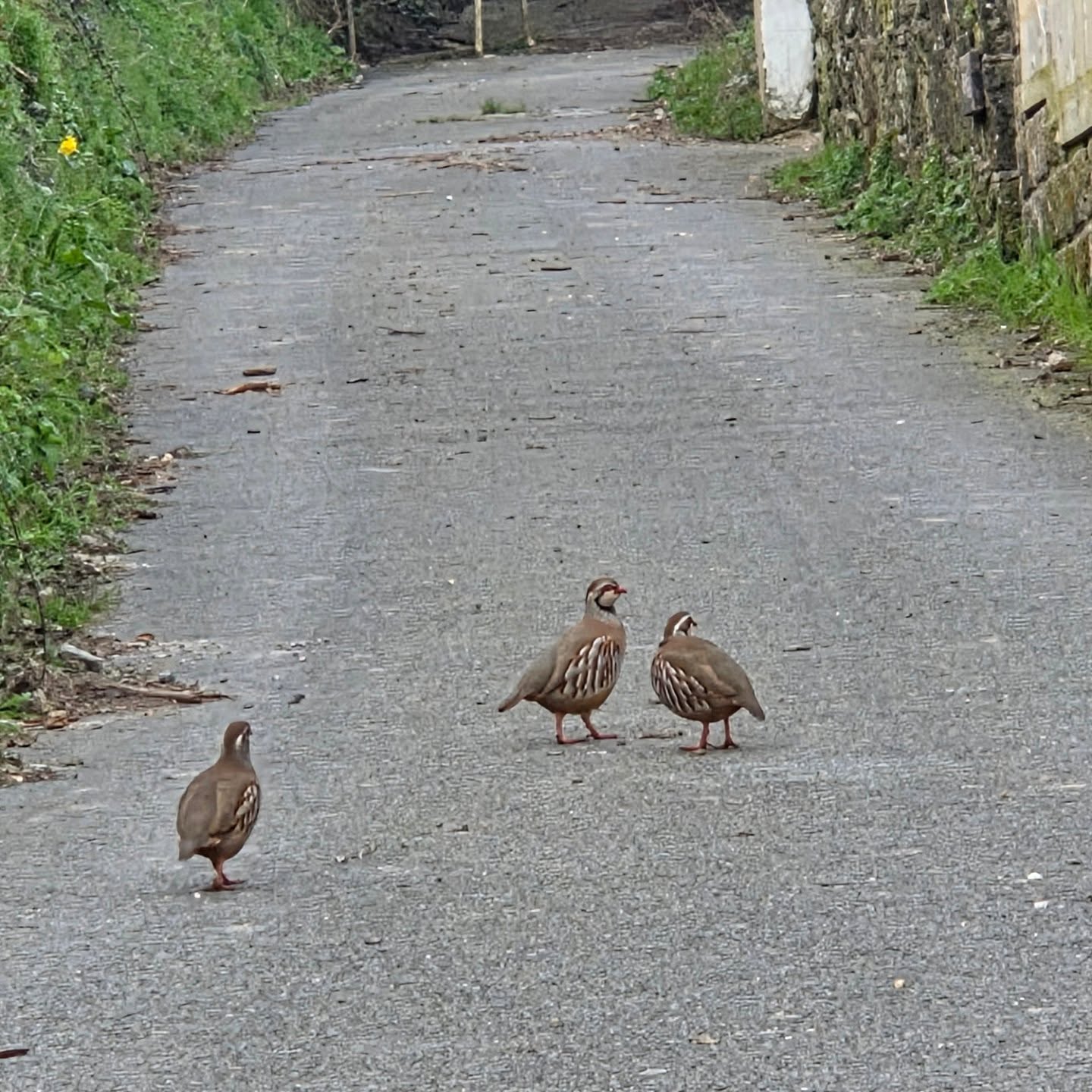 The 3 musketeers! Living on the Isle of Wight has it's pros and cons, but certainly one of the biggest pros is the wildlife! Here we see not one, but three red legged partridges having a nice stroll up Pan Lane in Niton on this beautiful day! 🌄
#isleofwight
#redleggedpartridge